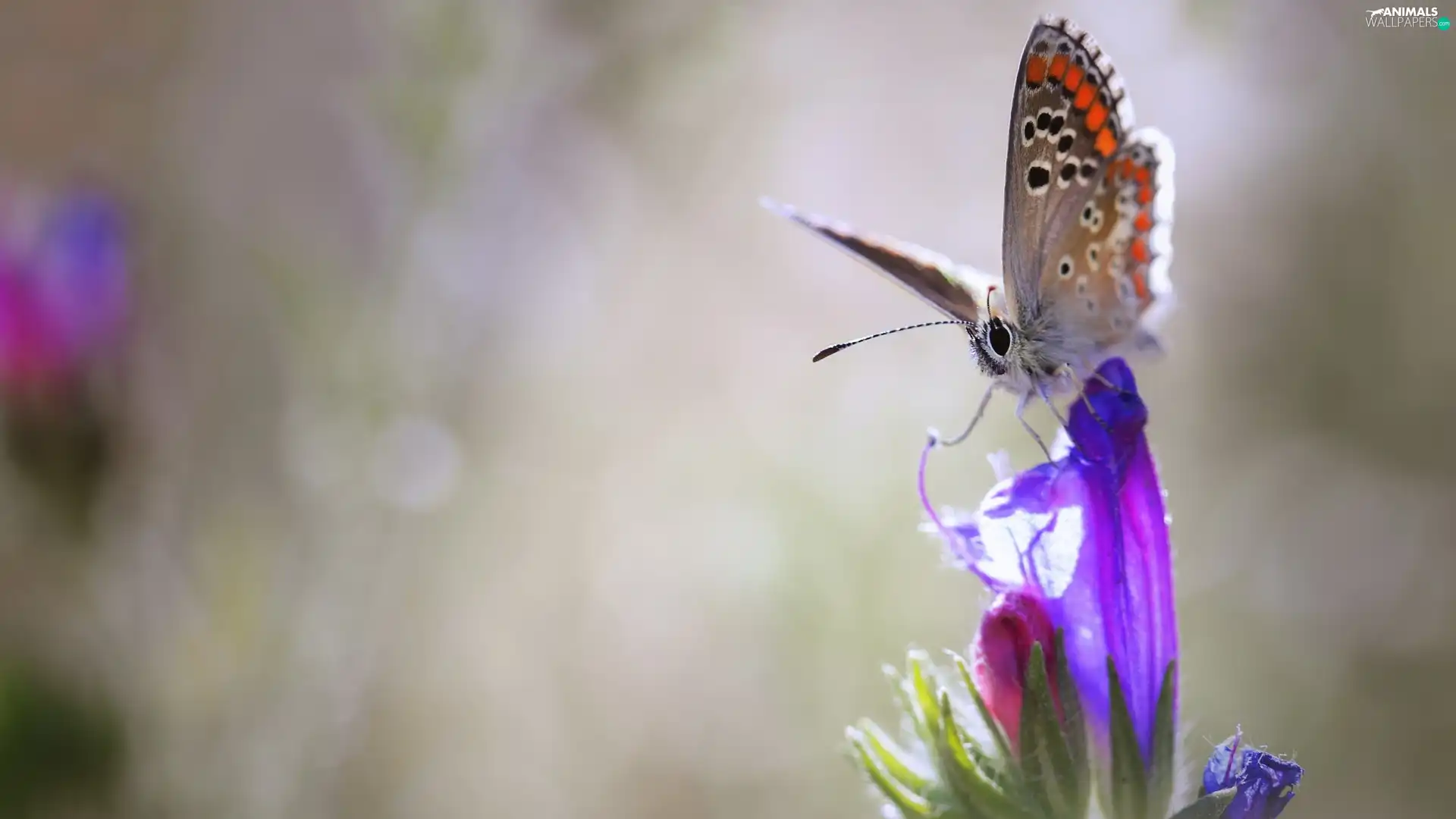 Colourfull Flowers, butterfly, Dusky Icarus