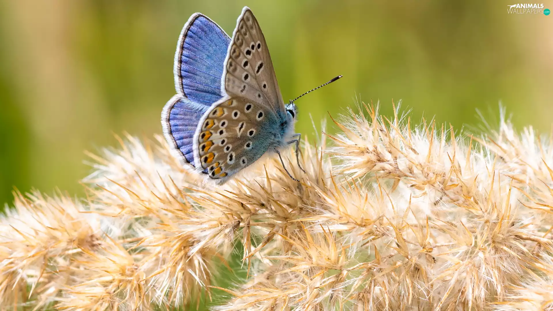 blue, Dusky Icarus, plant, butterfly
