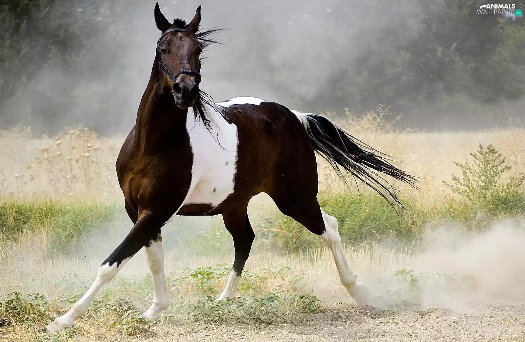 grass, dust, pinto, Horse, Beatyfull