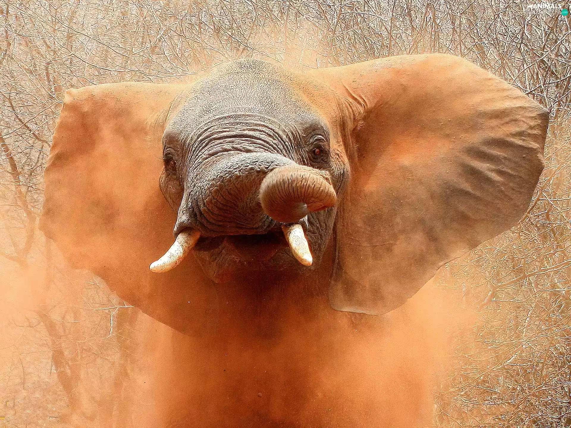 dust, Elephant, Red