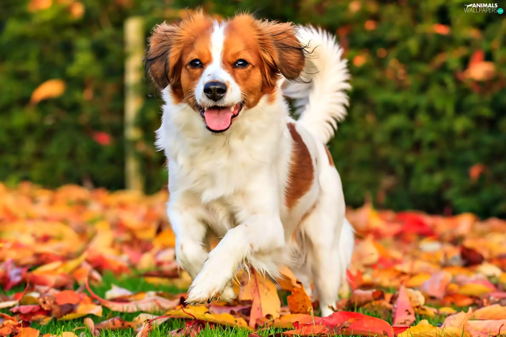 Alpine Dutch, autumn, Leaf, Kooikerhondje