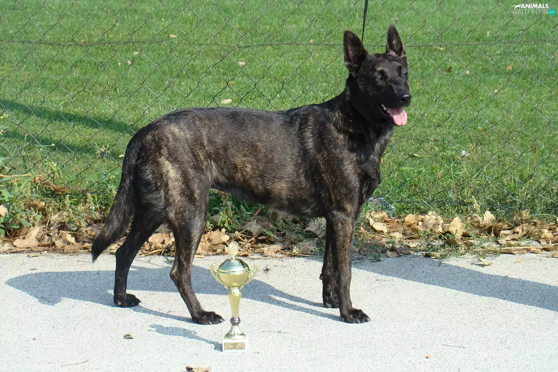 Dutch Shepherd, cup