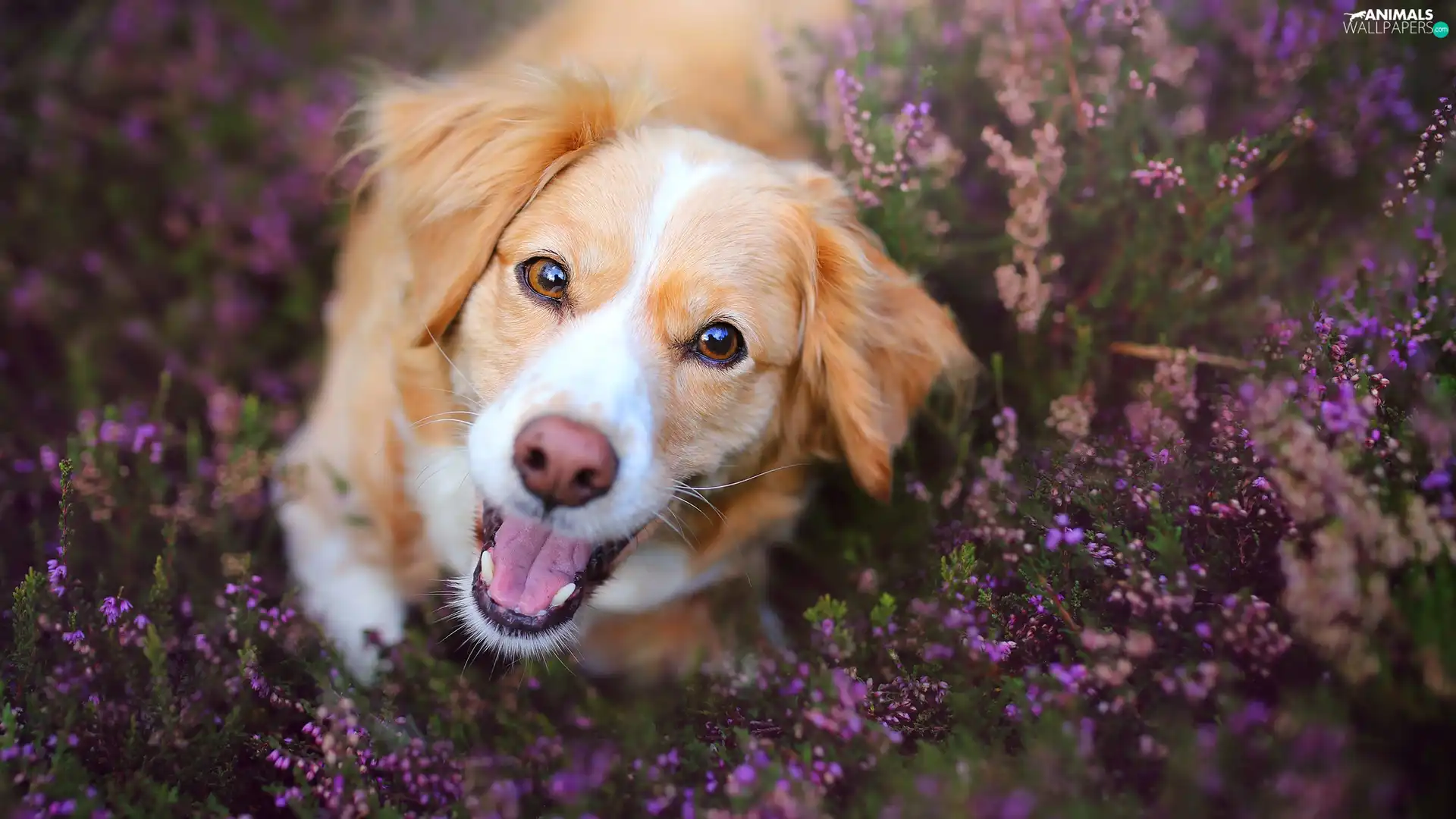 muzzle, heathers, Alpine Dutch, Kooikerhondje, dog