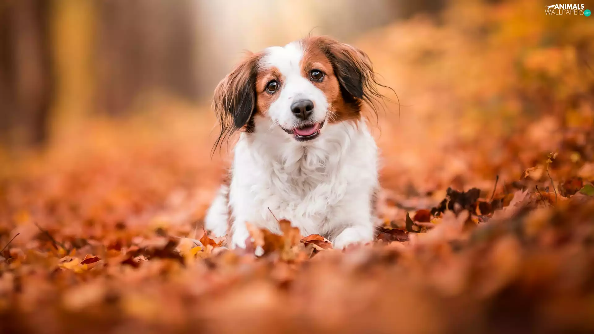 muzzle, Leaf, Alpine Dutch, Kooikerhondje, dog