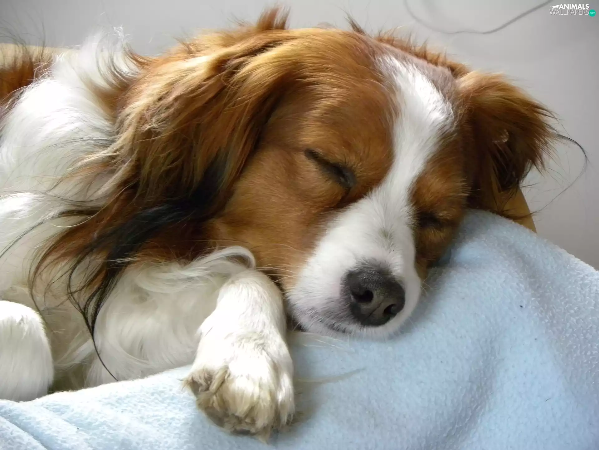 Kooikerhondje, sleepy, Alpine Dutch