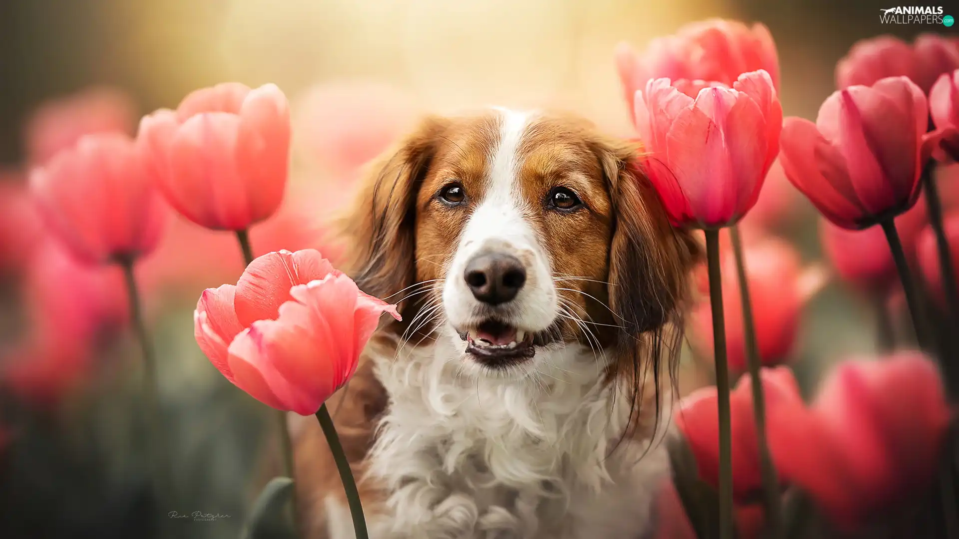 Tulips, dog, Alpine Dutch