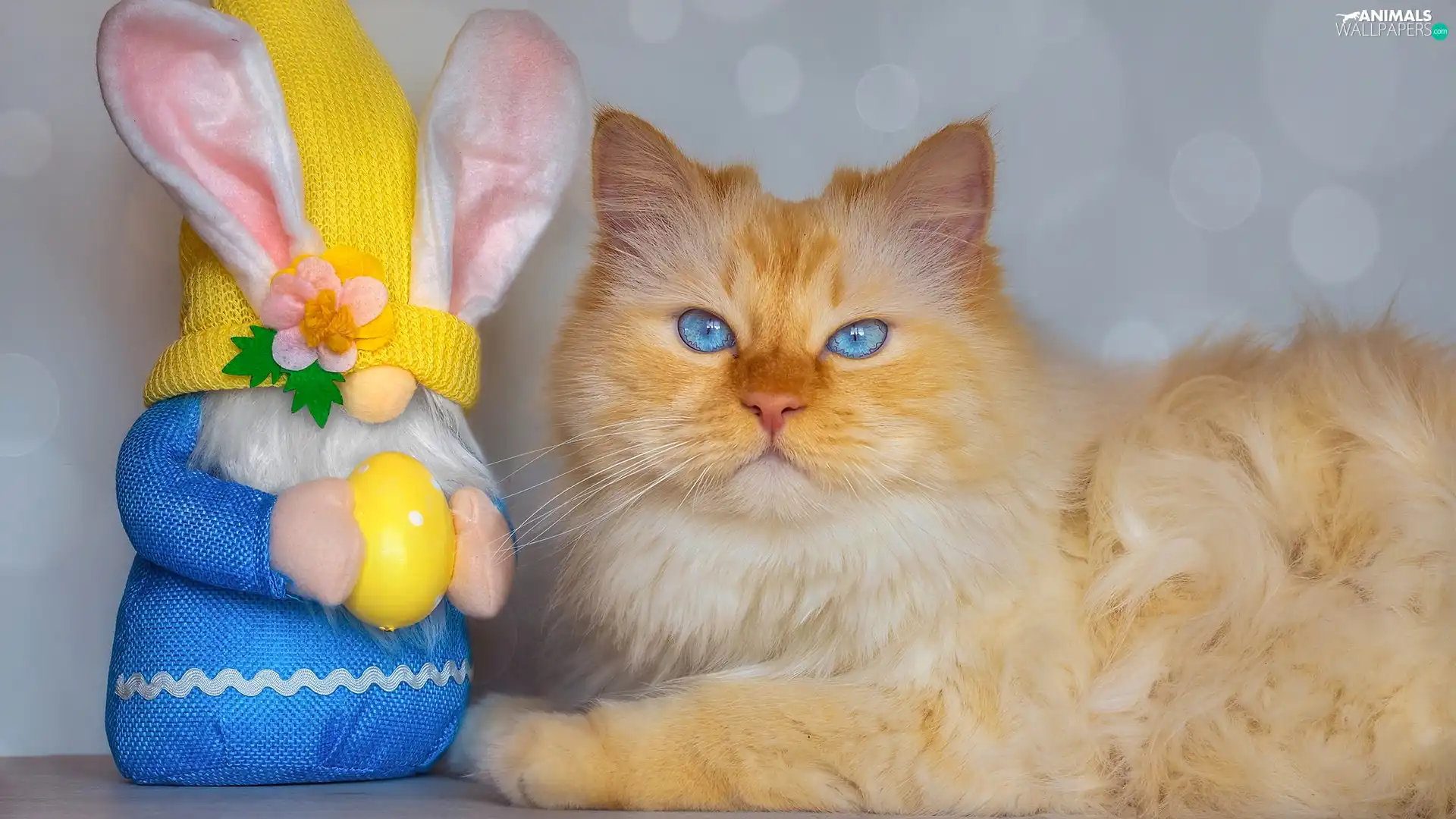 dwarf, Reddish, cat