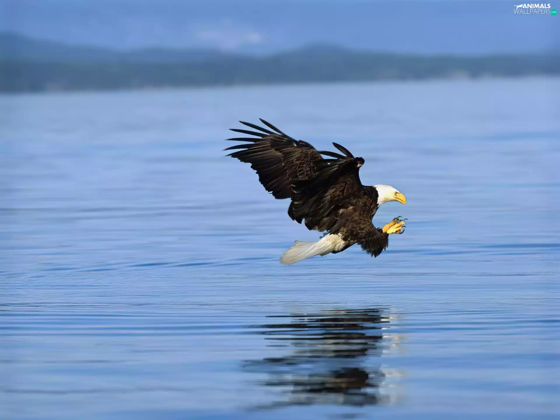 atack, American Bald Eagle