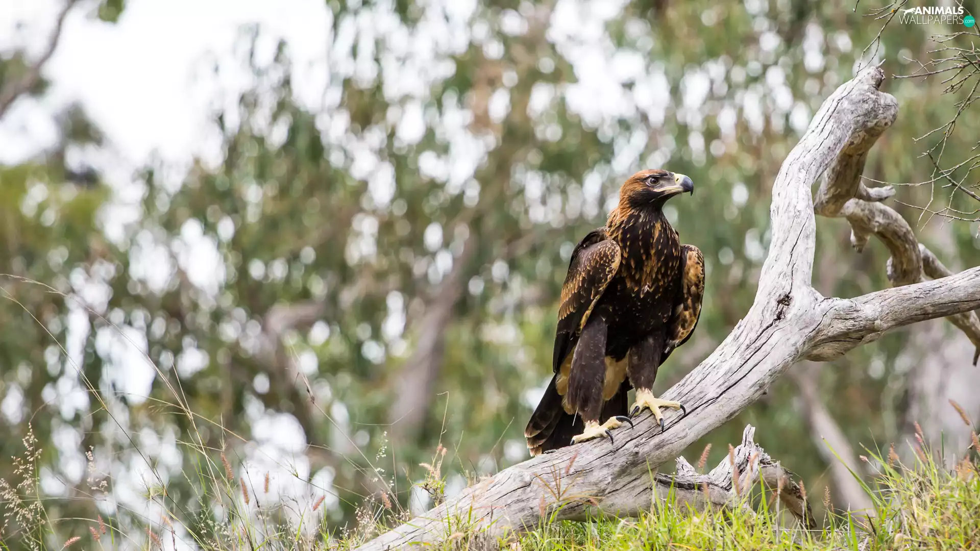 eagle, Australian