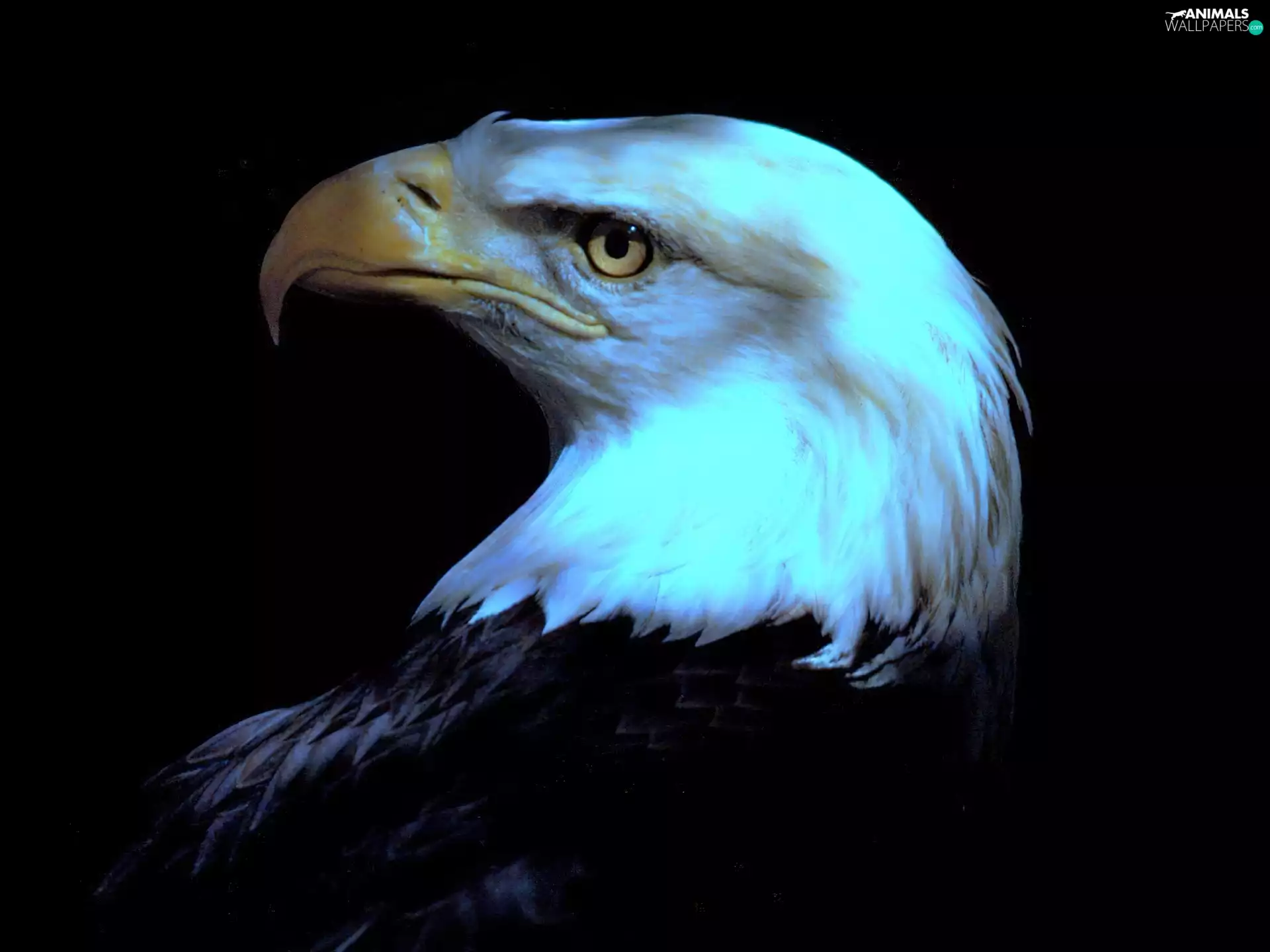 Bird, American Bald Eagle