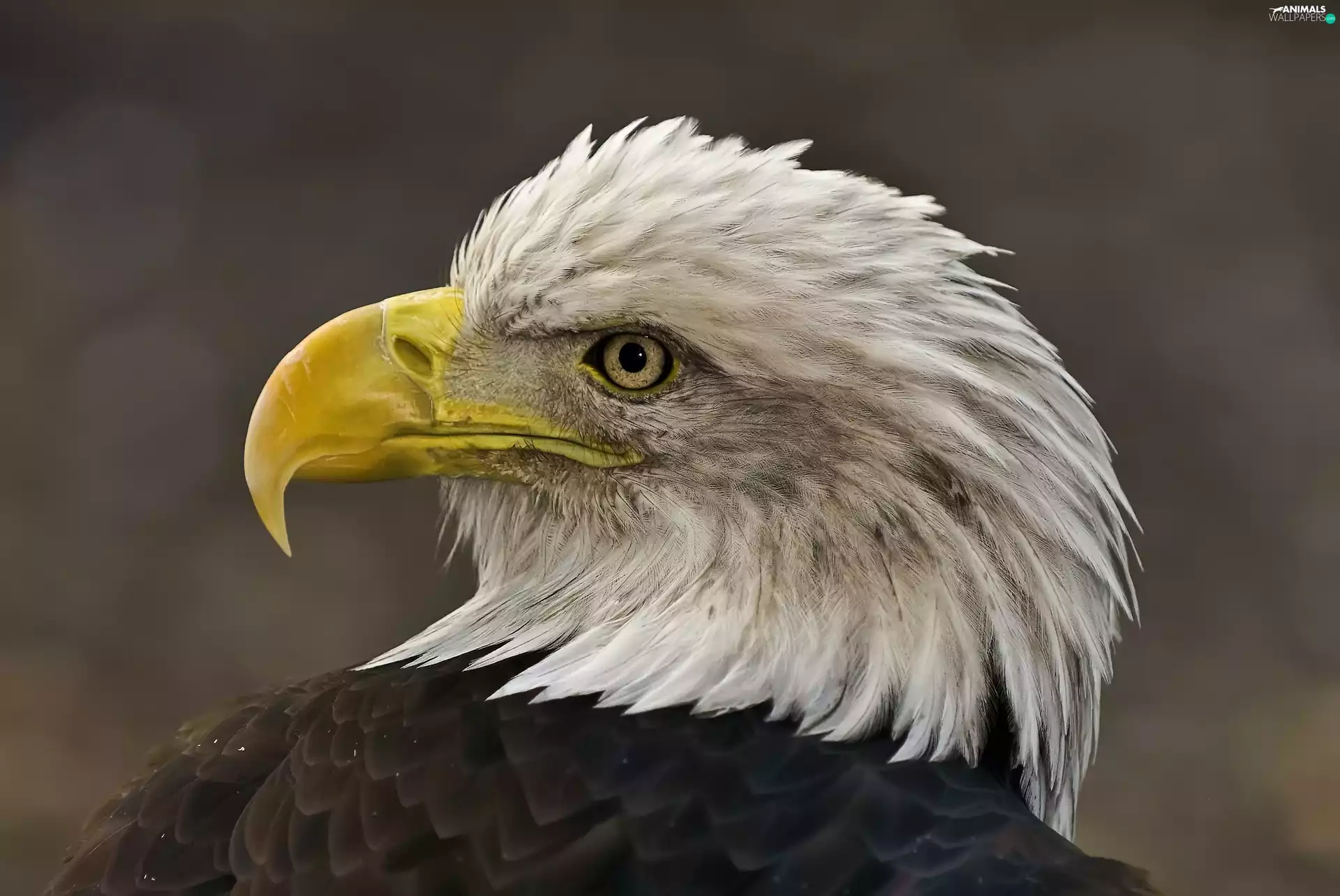 Bird, American Bald Eagle