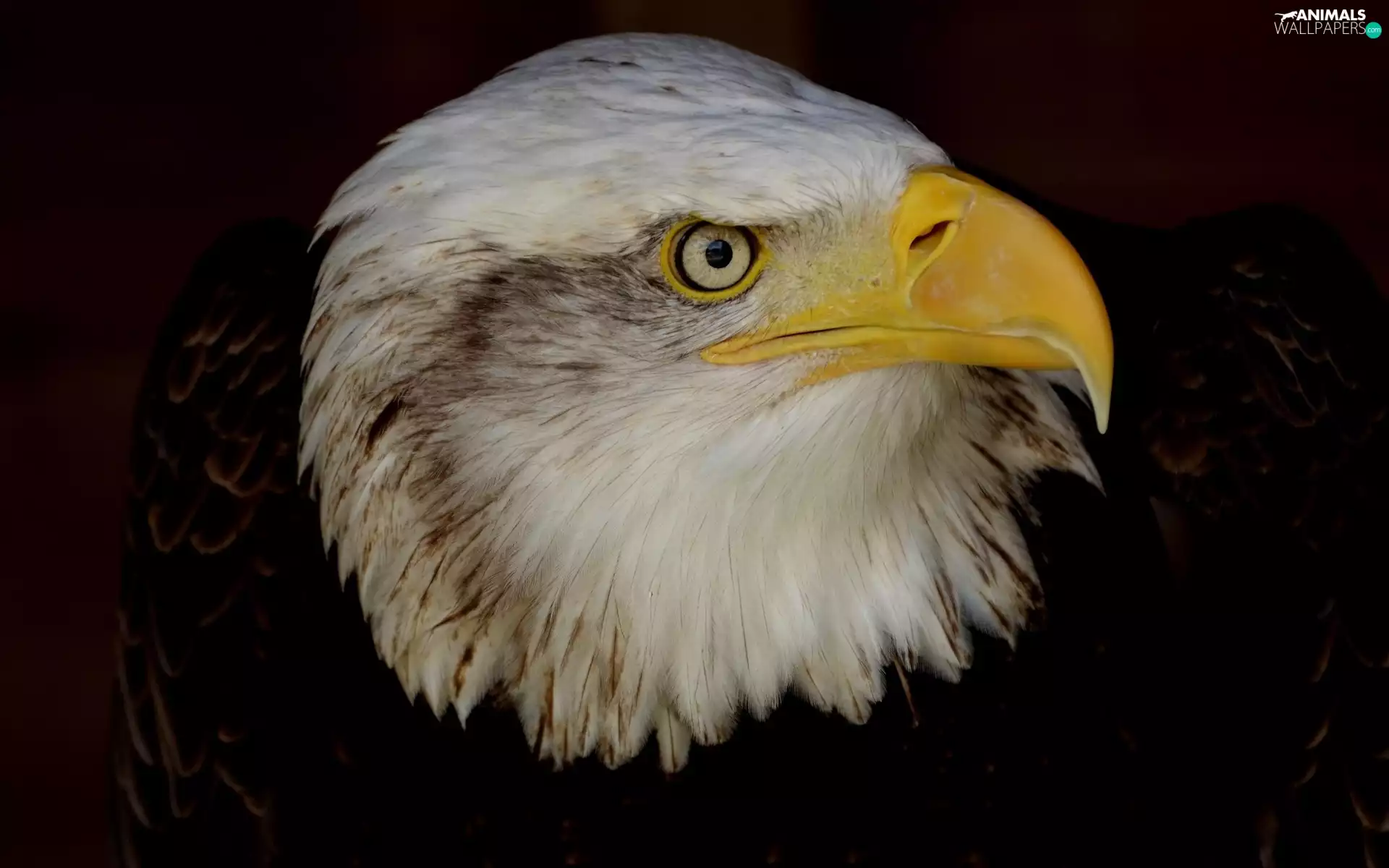 Bird, American Bald Eagle