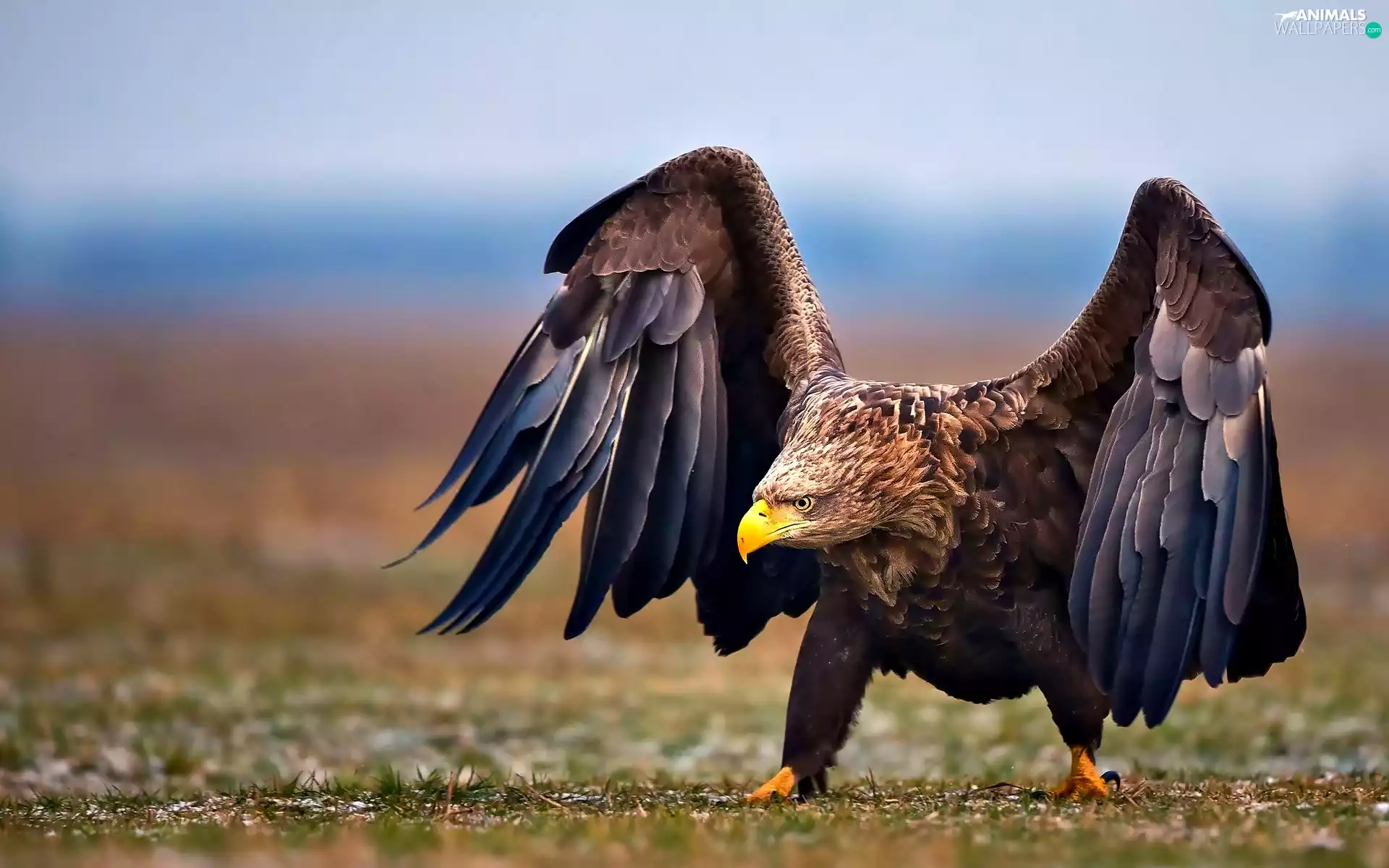Bird, White-tailed Eagle