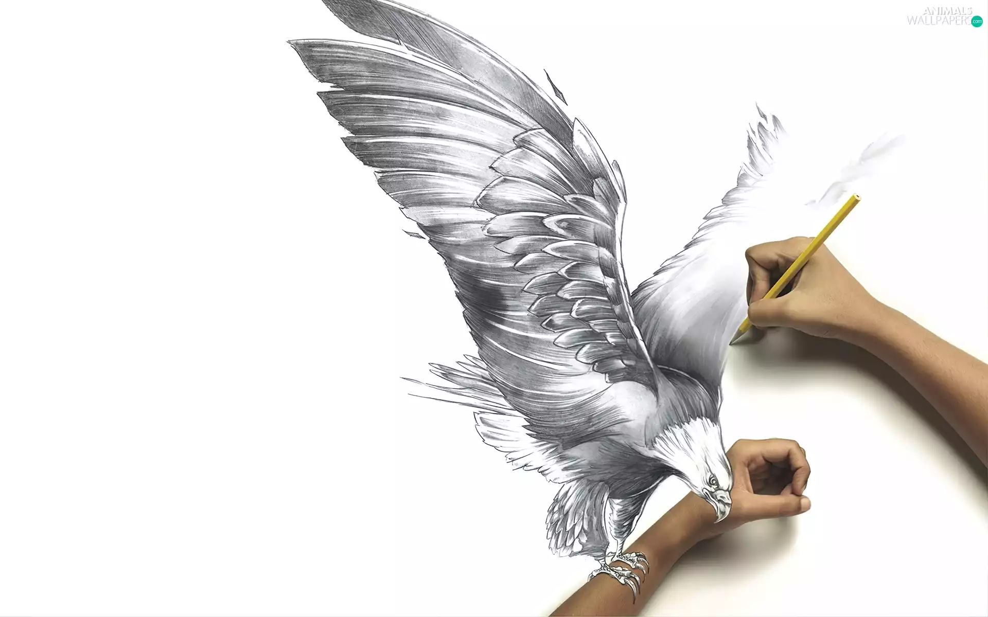 Draft, holding, hand, Eagle