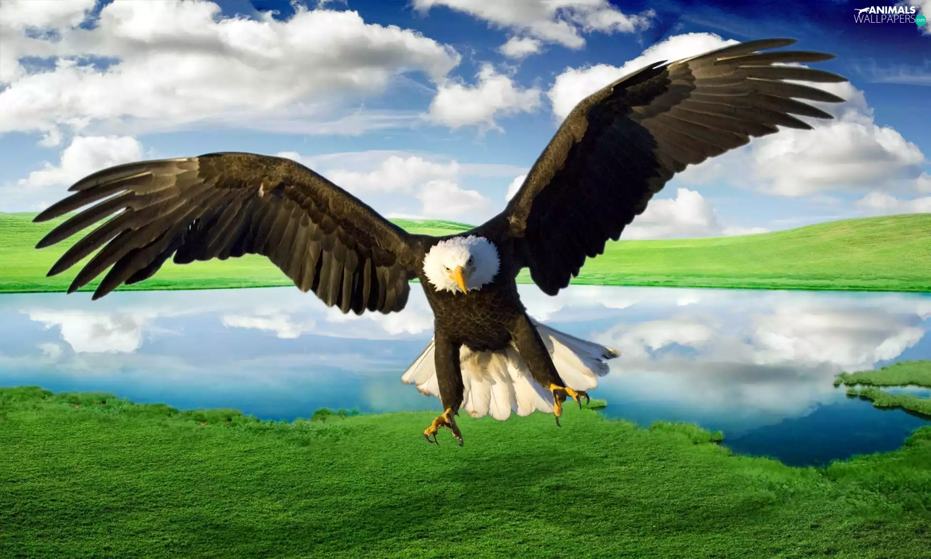 eagle, American Bald Eagle