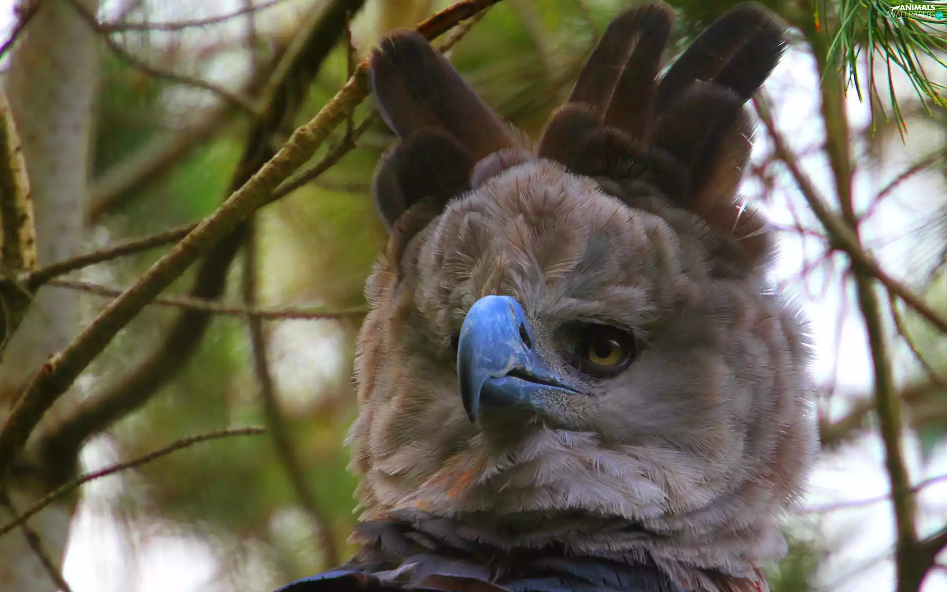 feather, Head, Harpy eagle, posed, eagle