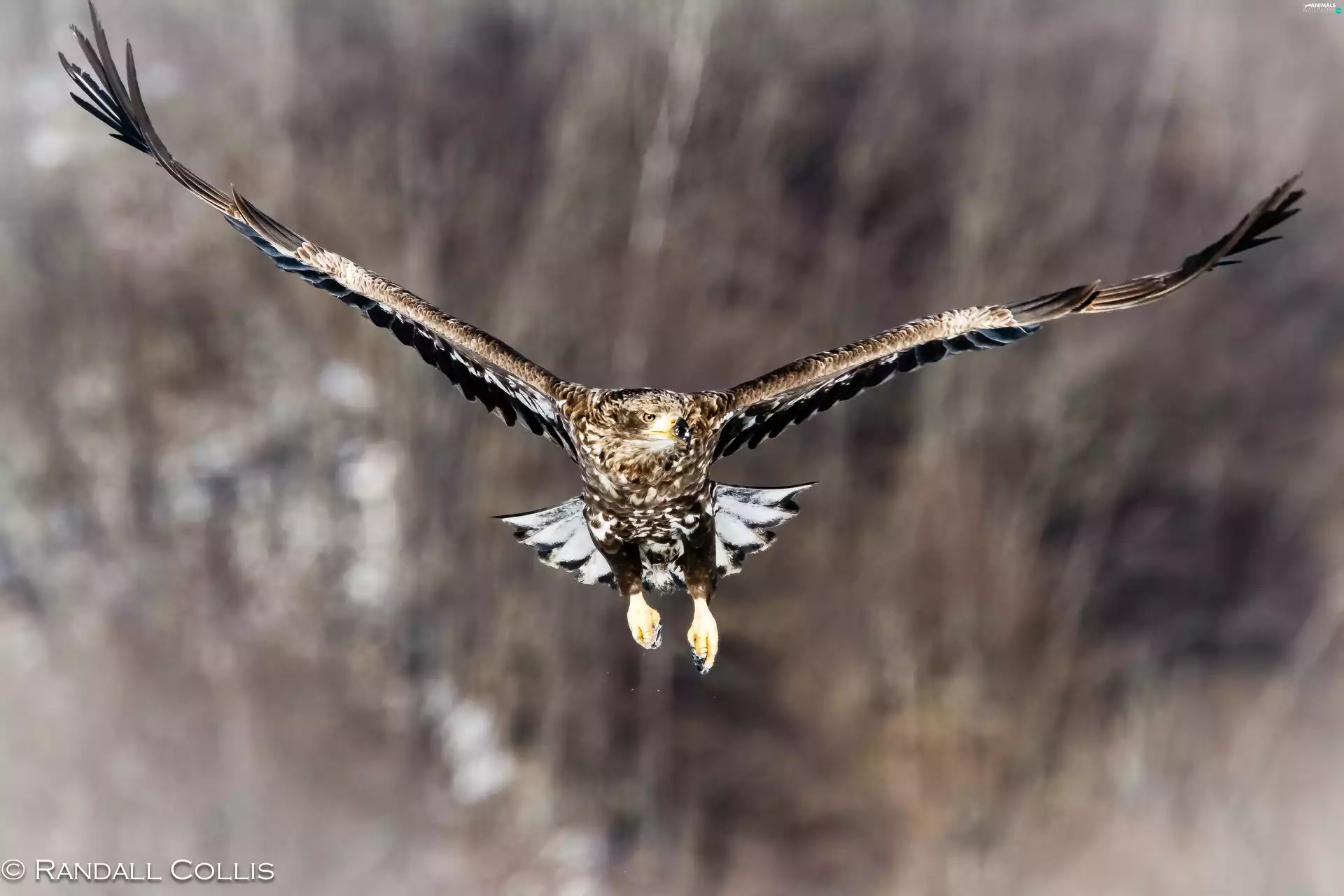 eagle, flight