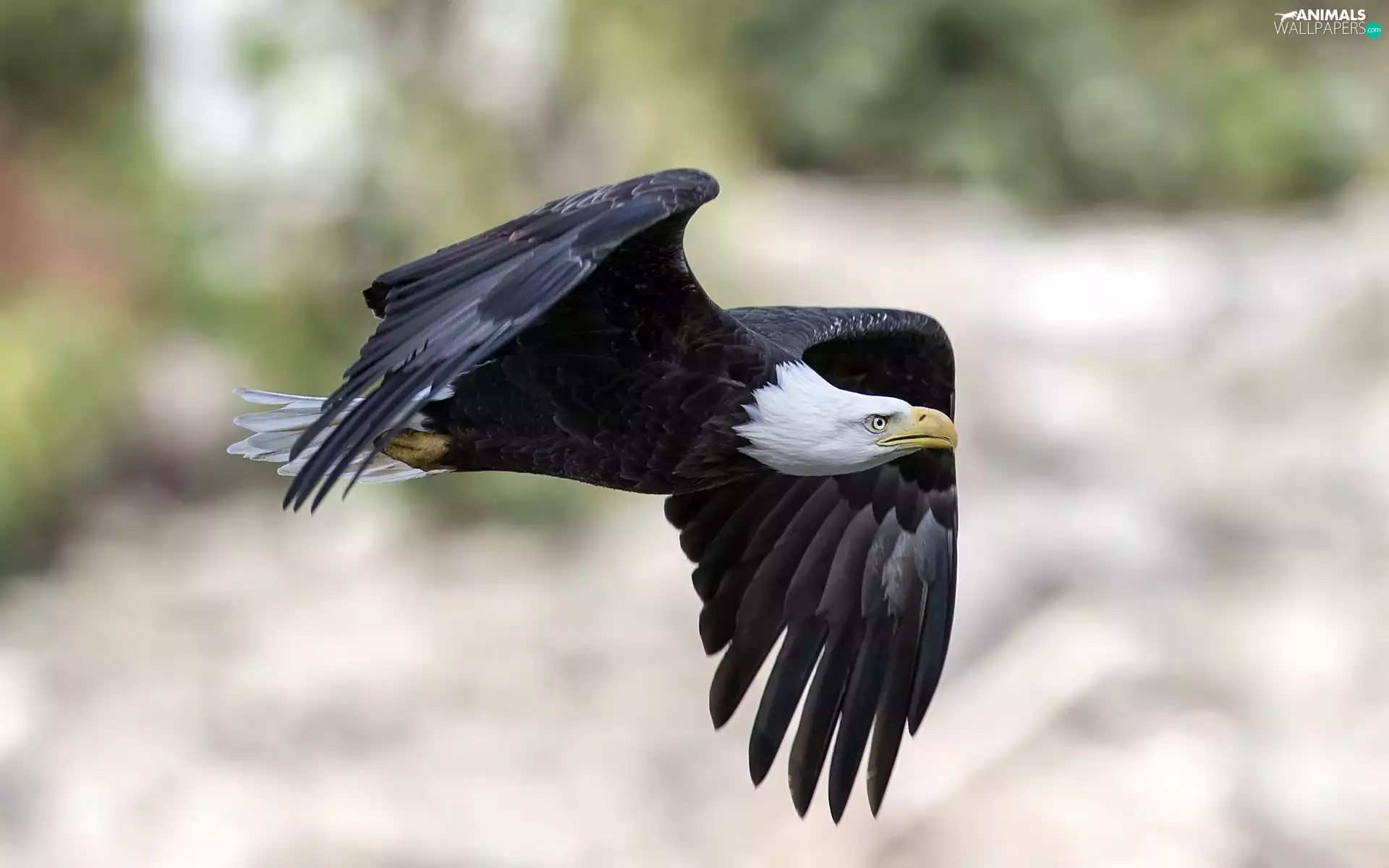 flight, American Bald Eagle