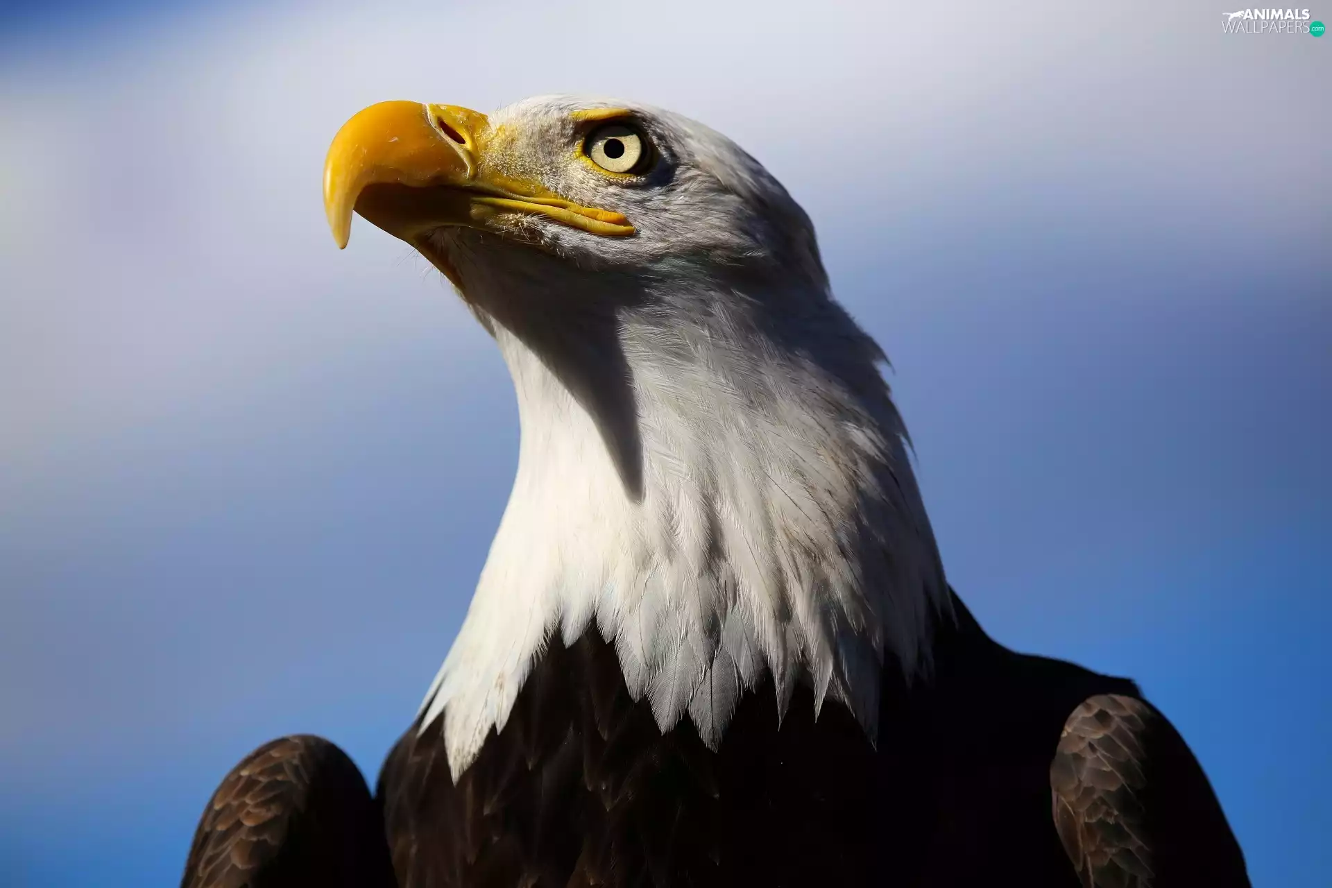 gazing, American Bald Eagle