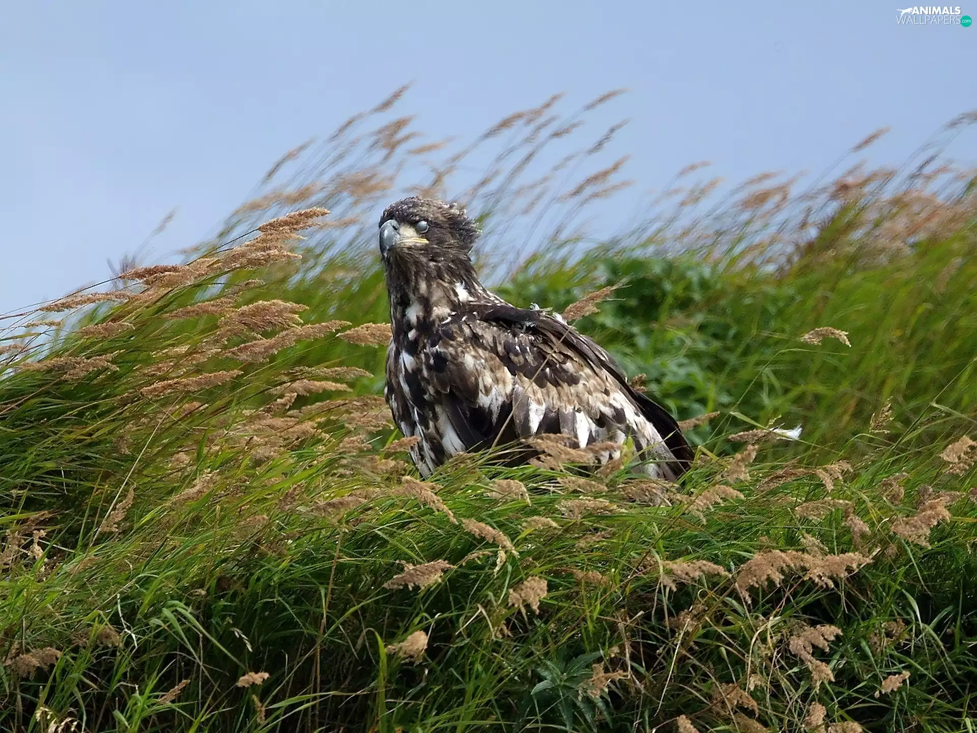 eagle, grass
