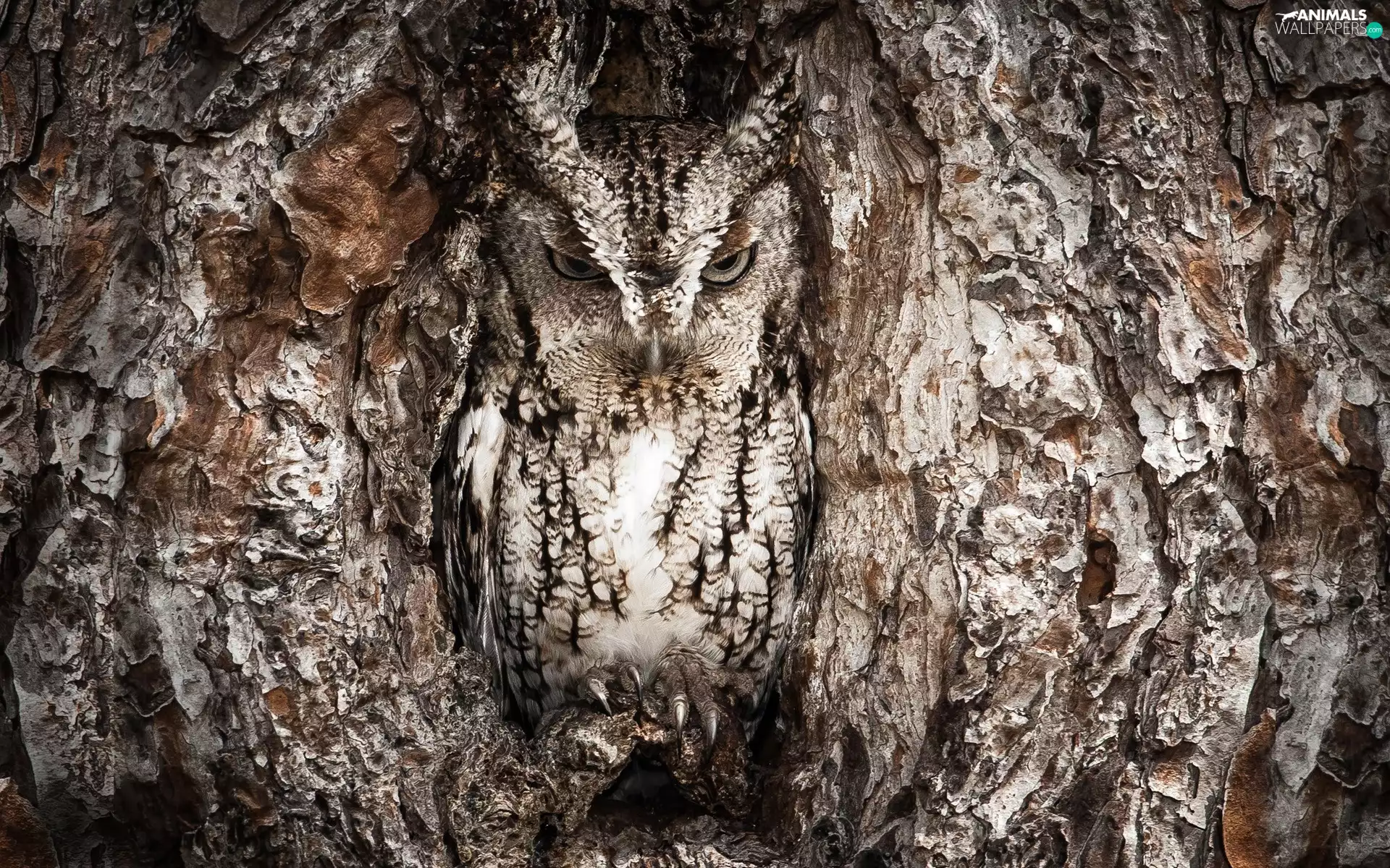 Camouflage Eagle Owl, owl, trees