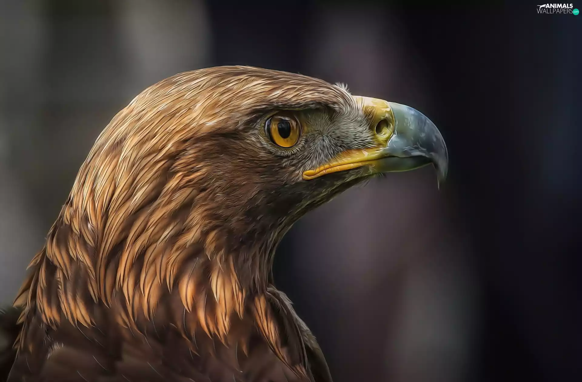 Eagle Front, profile