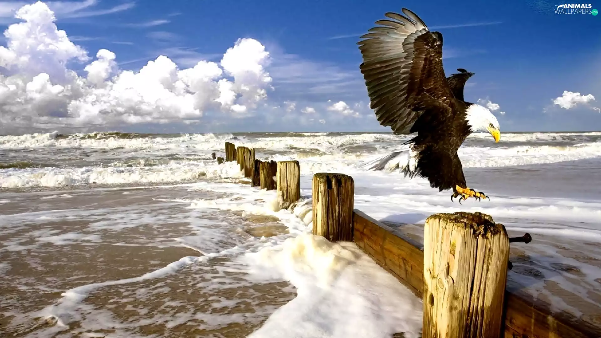 sea, American Bald Eagle