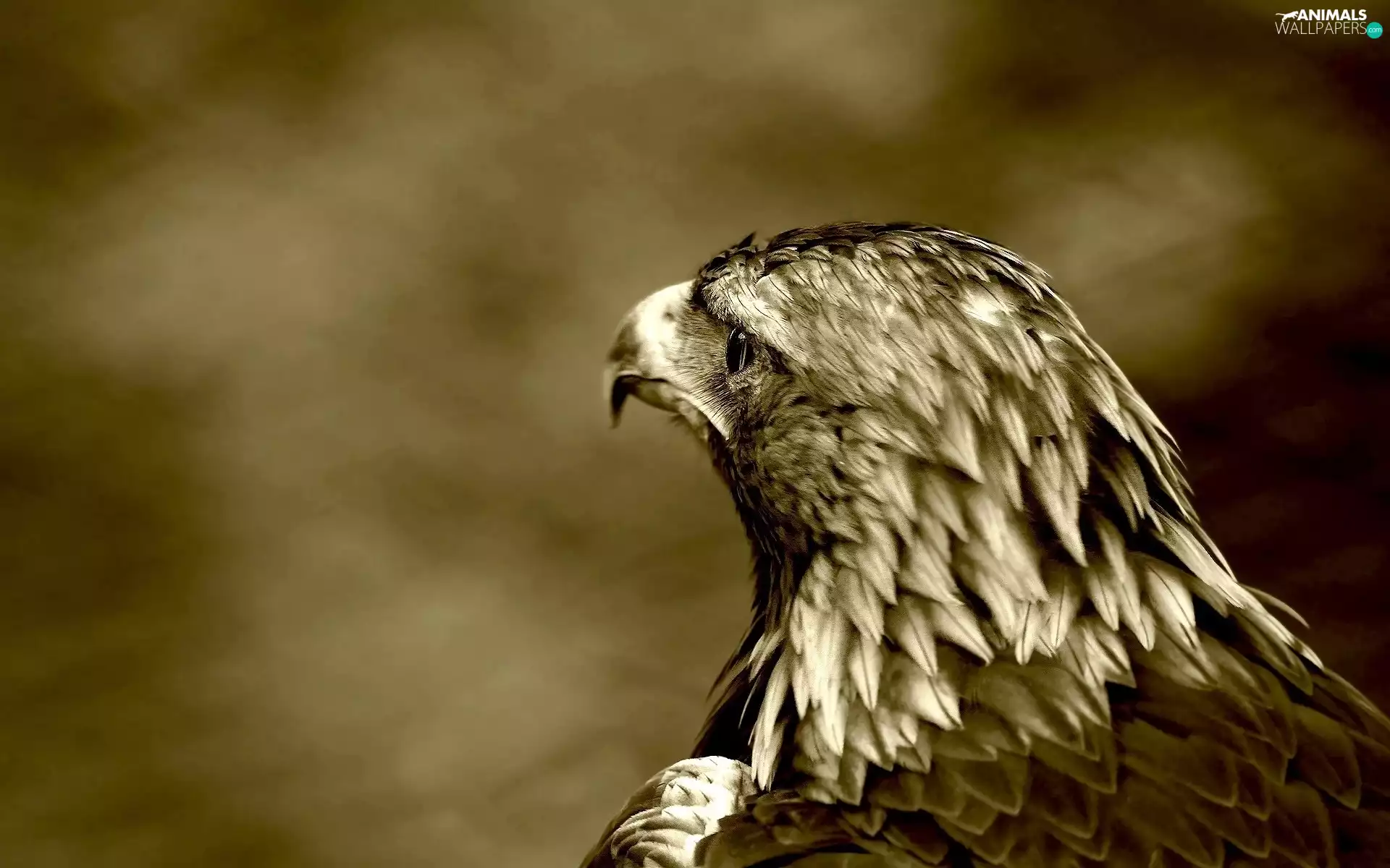 eagle, sepia