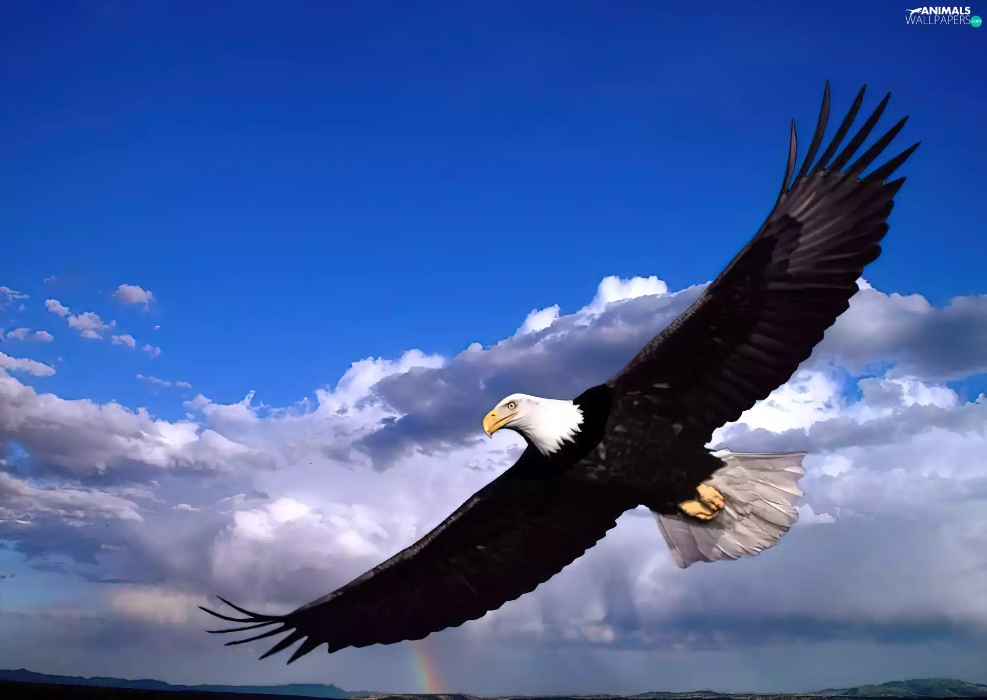 sweeping, American Bald Eagle