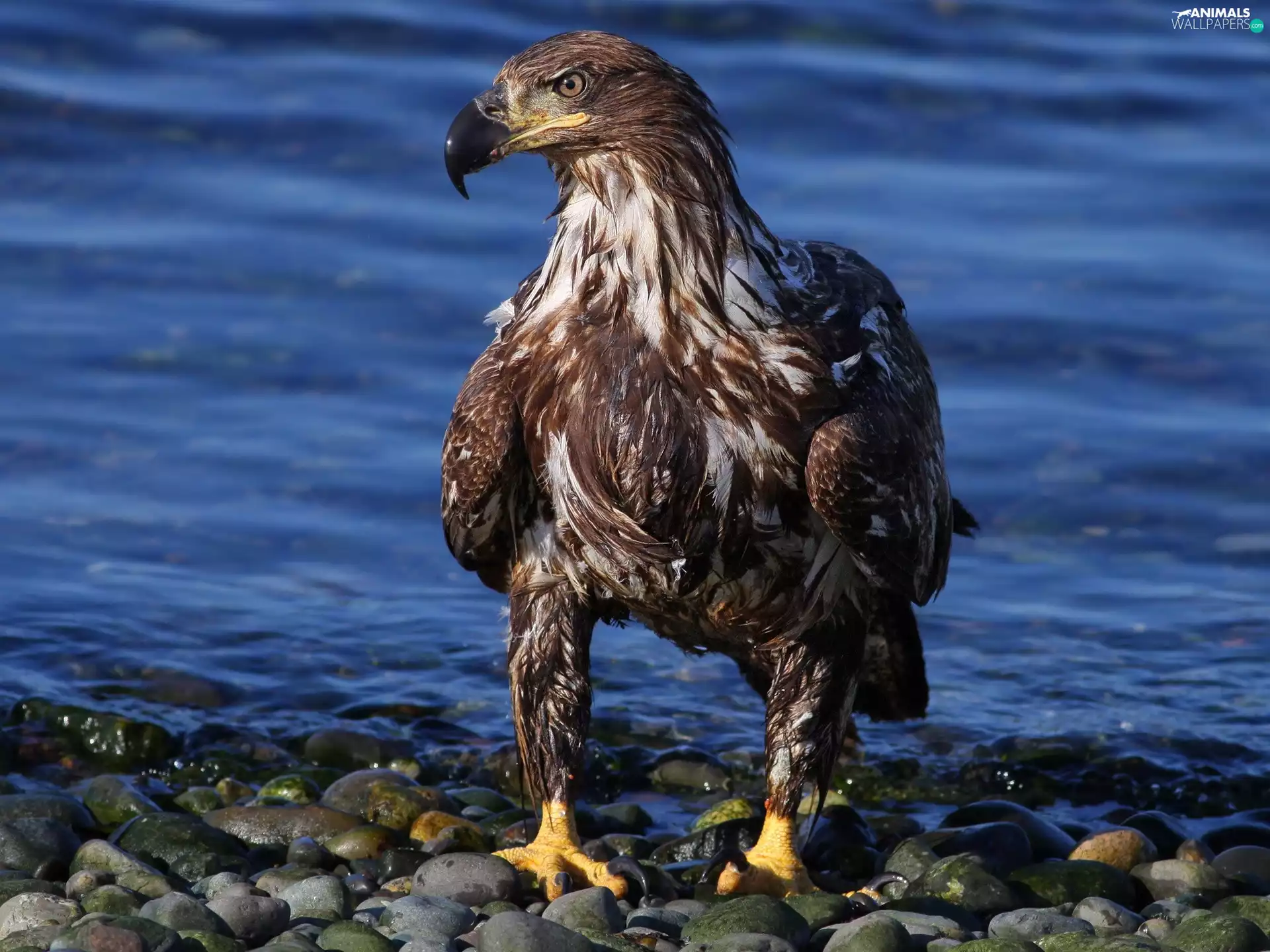 wet, water, Stones, eagle