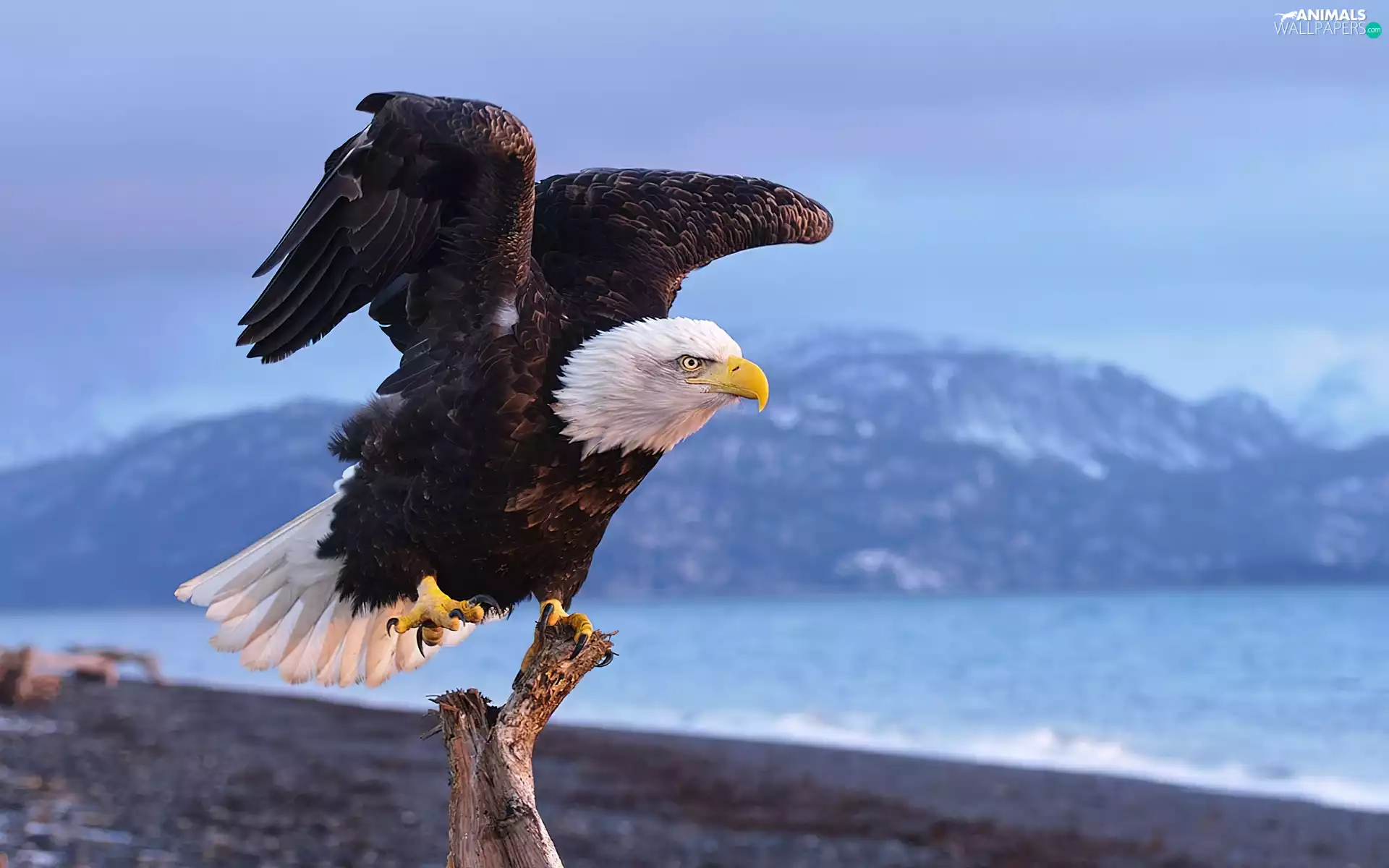 wings, American Bald Eagle