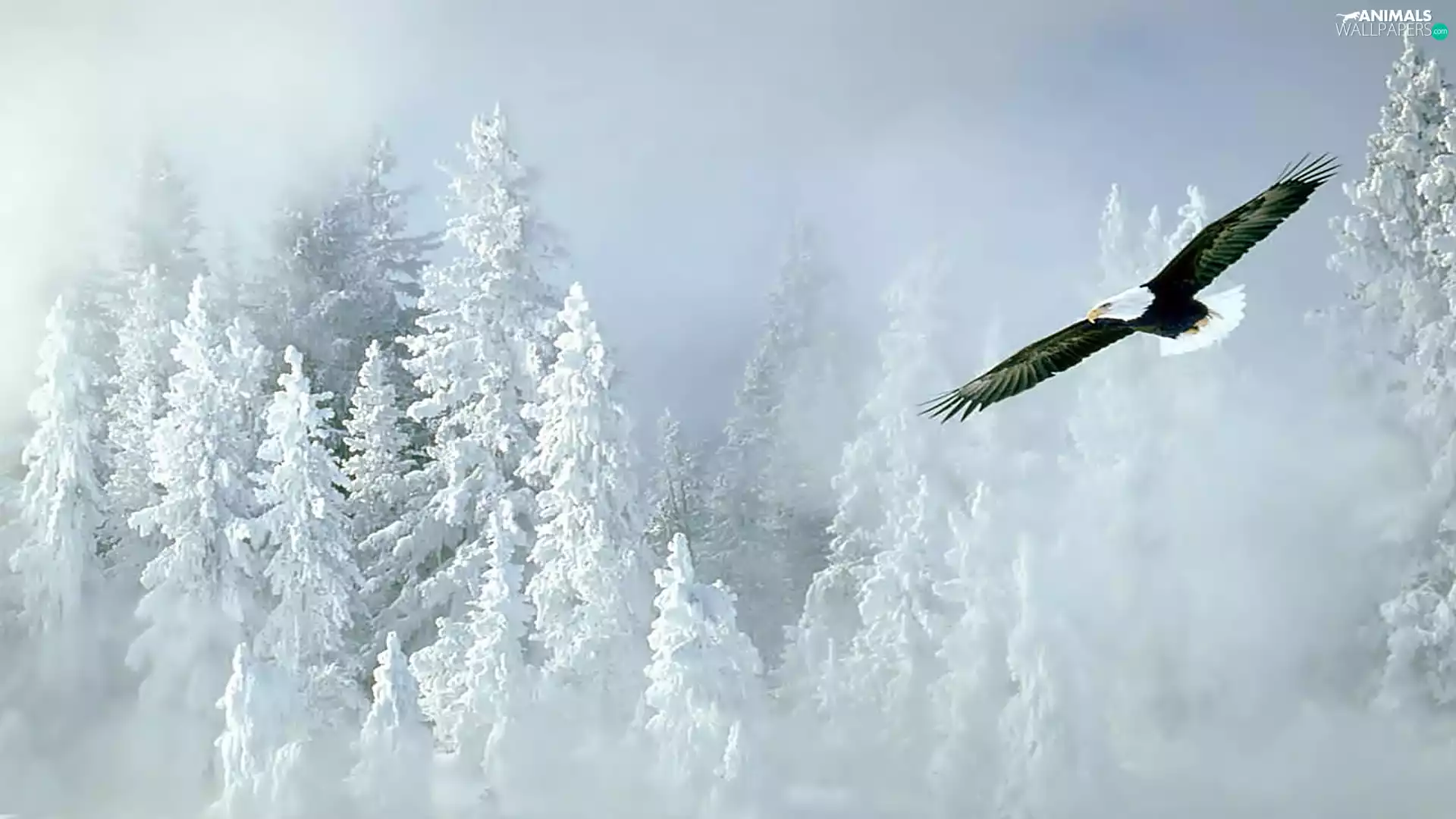 winter, American Bald Eagle