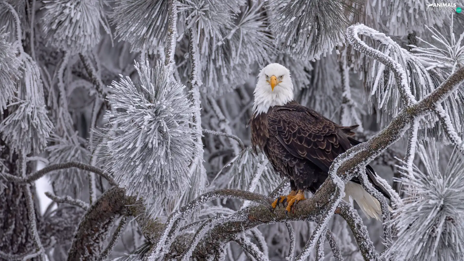 branch pics, winter, Bird, trees, American Bald Eagle