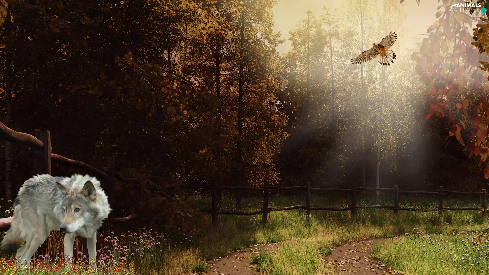 Wolf, trees, viewes, eagle