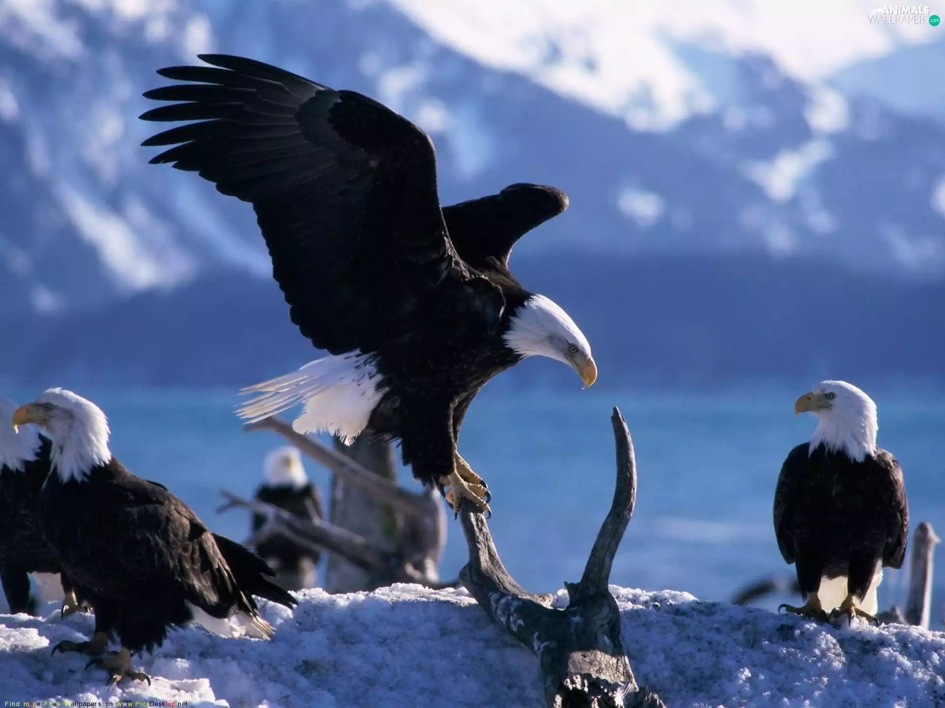 Eagles, Bald Eagles