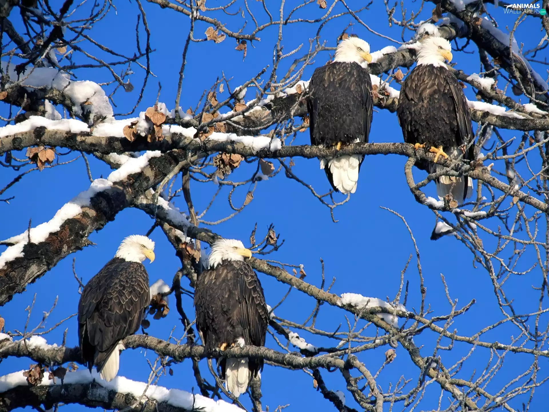 trees, Eagles, Bald Eagles