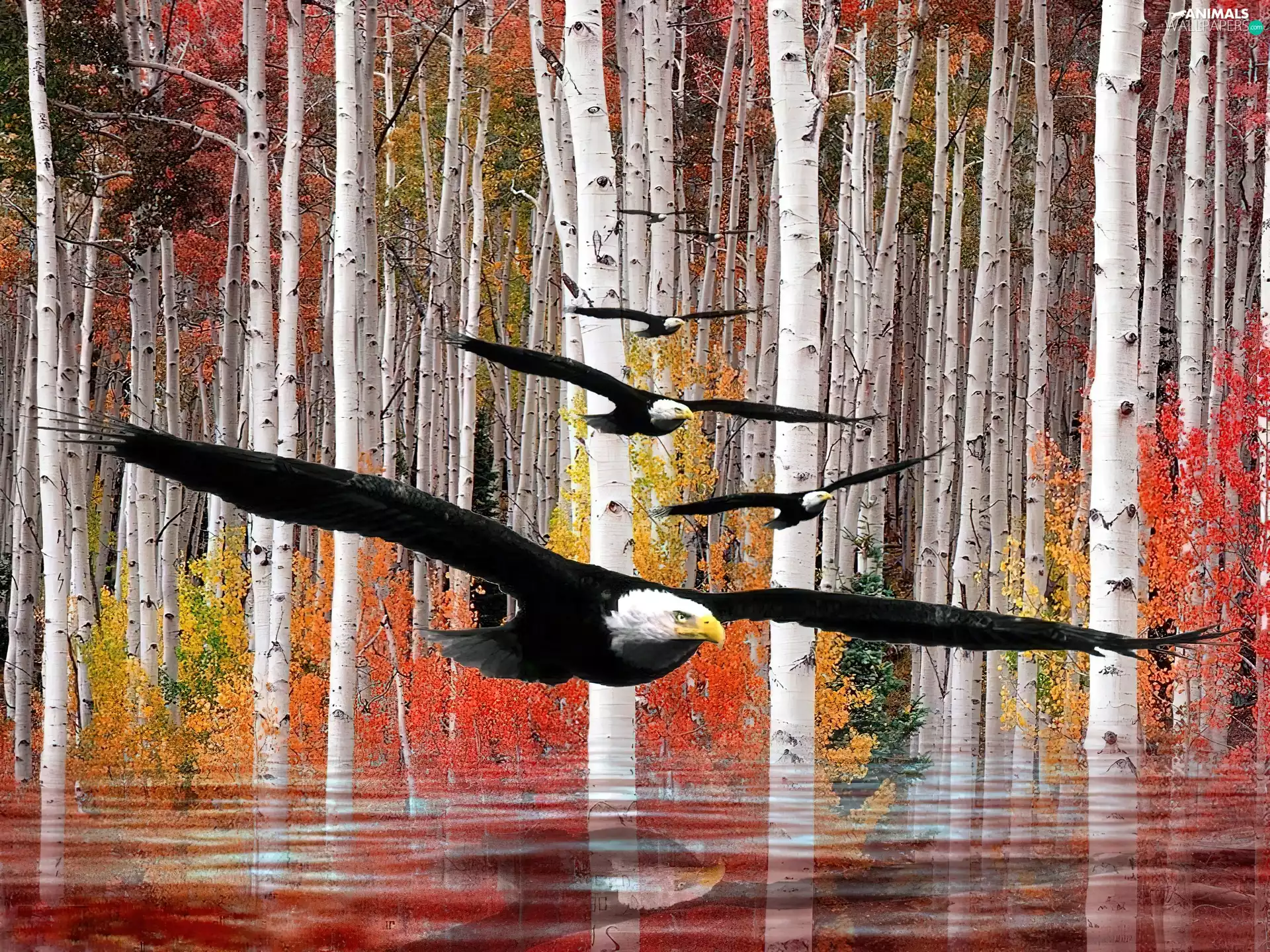 Bald Eagles, trees, viewes, flight