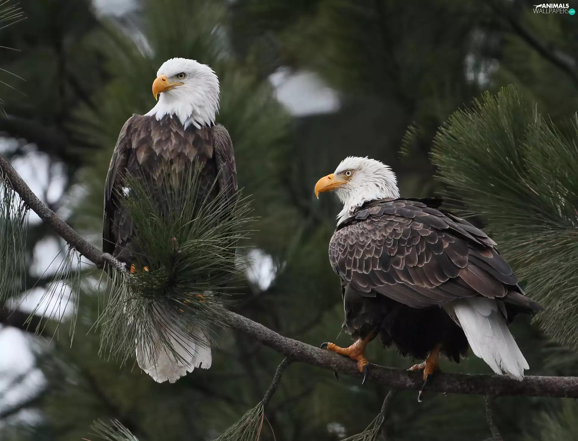 Two cars, Bald Eagles