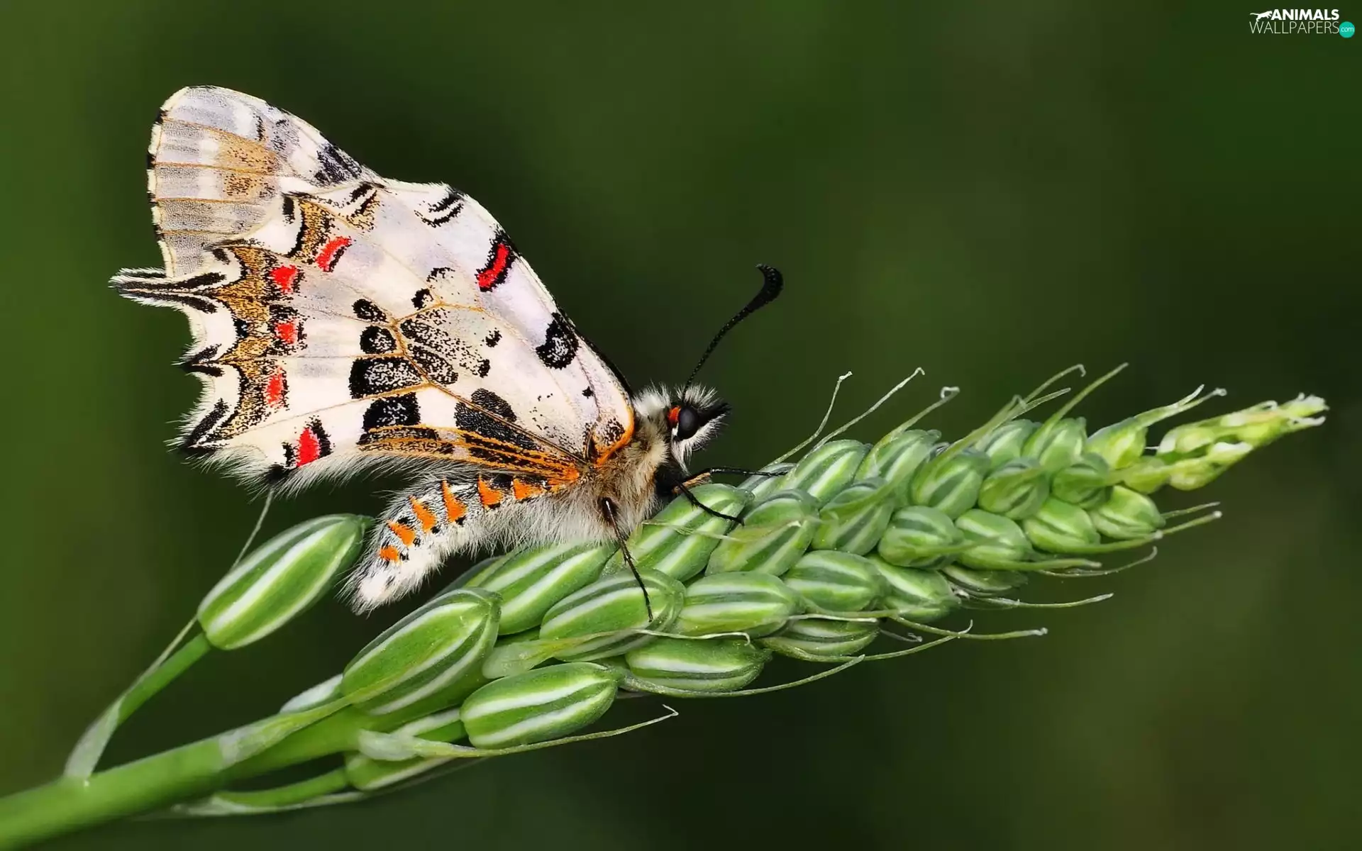 butterfly, cereals, Close, ear