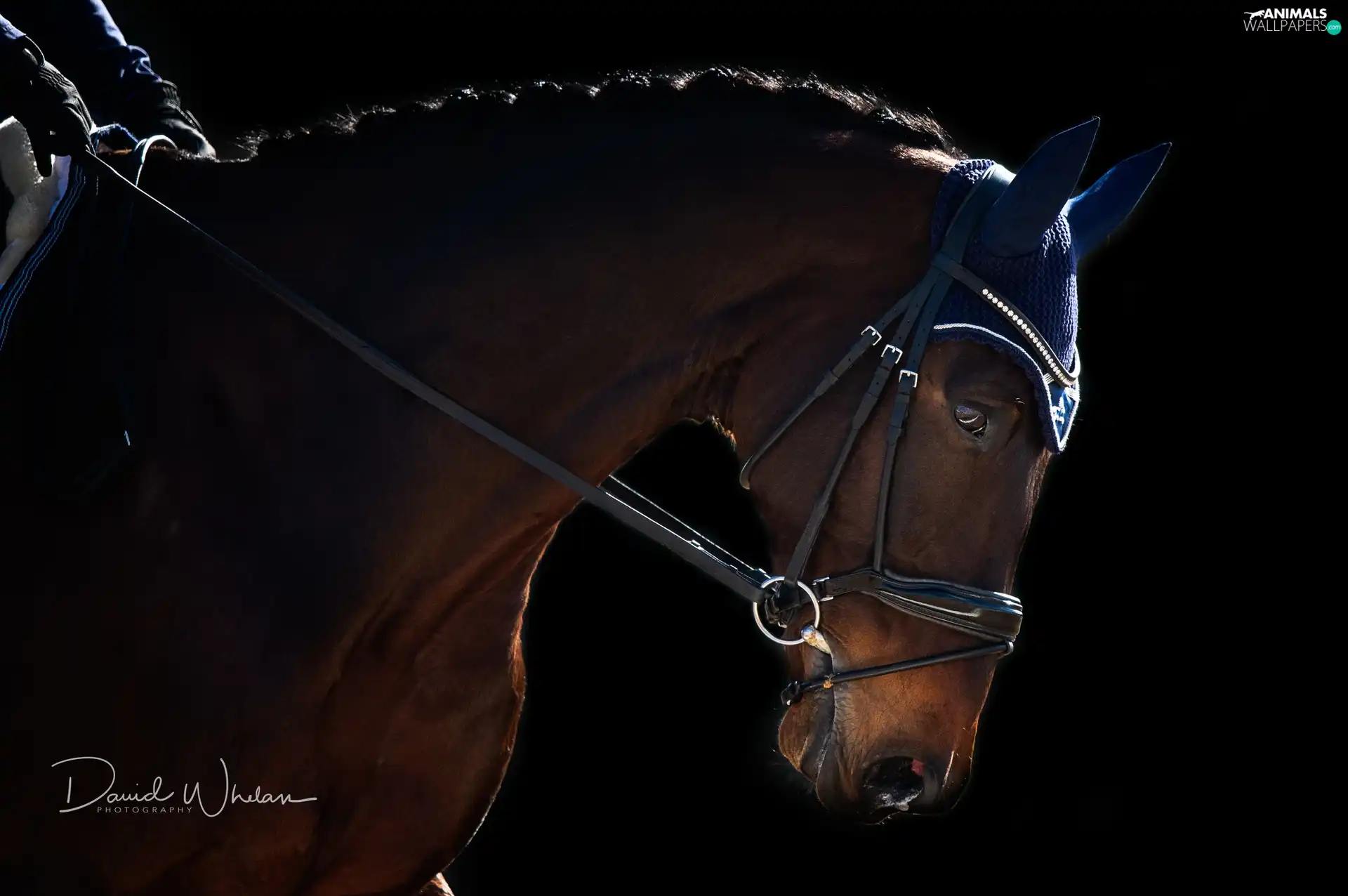 Black, background, gear, ear-piece, Horse