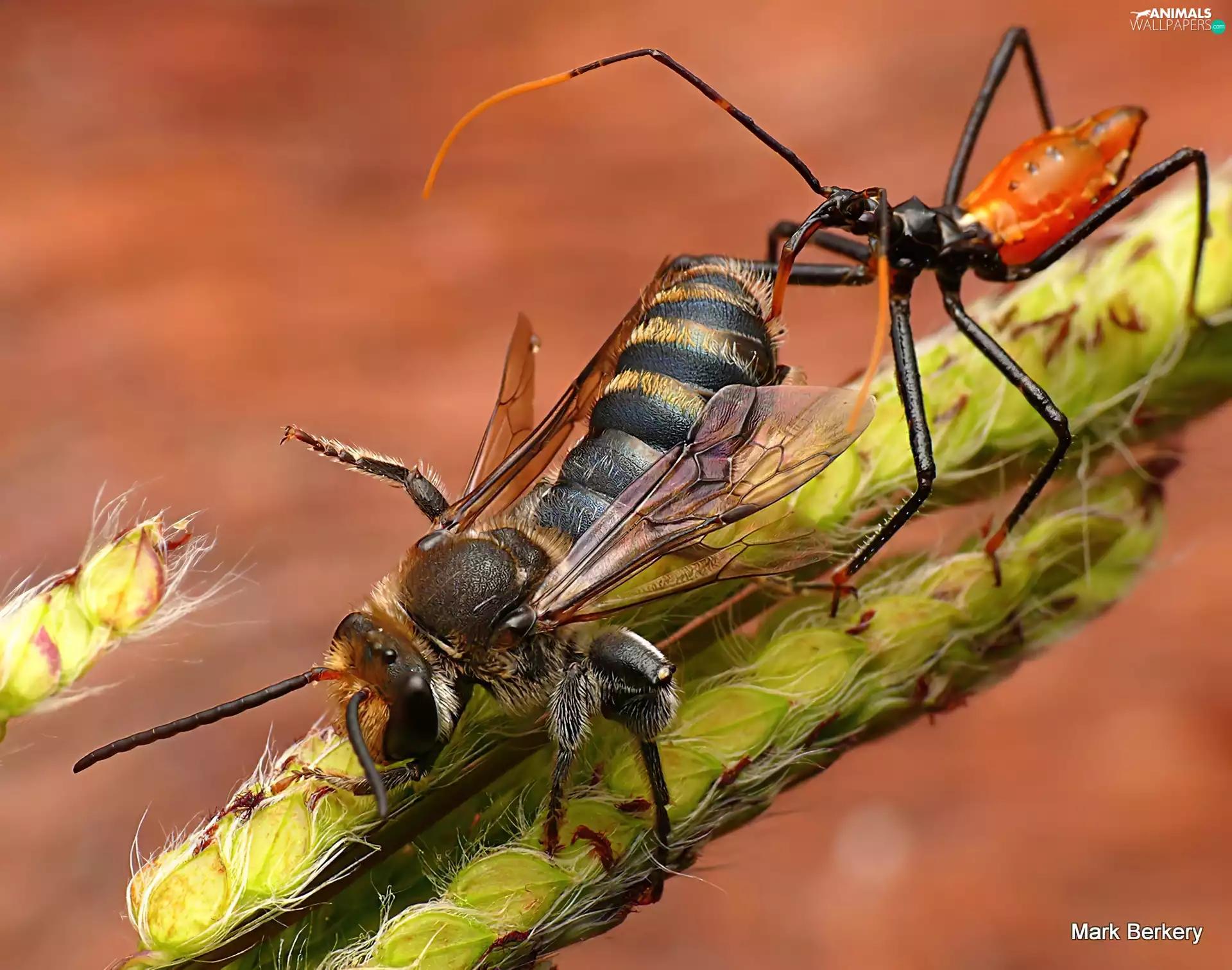 Ears, insects, antennal