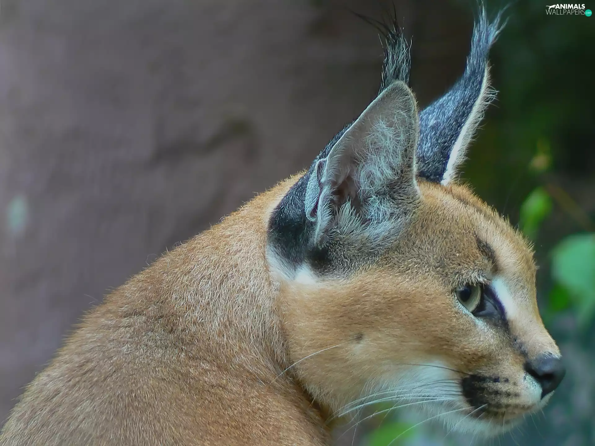 ears, Caracal, Big