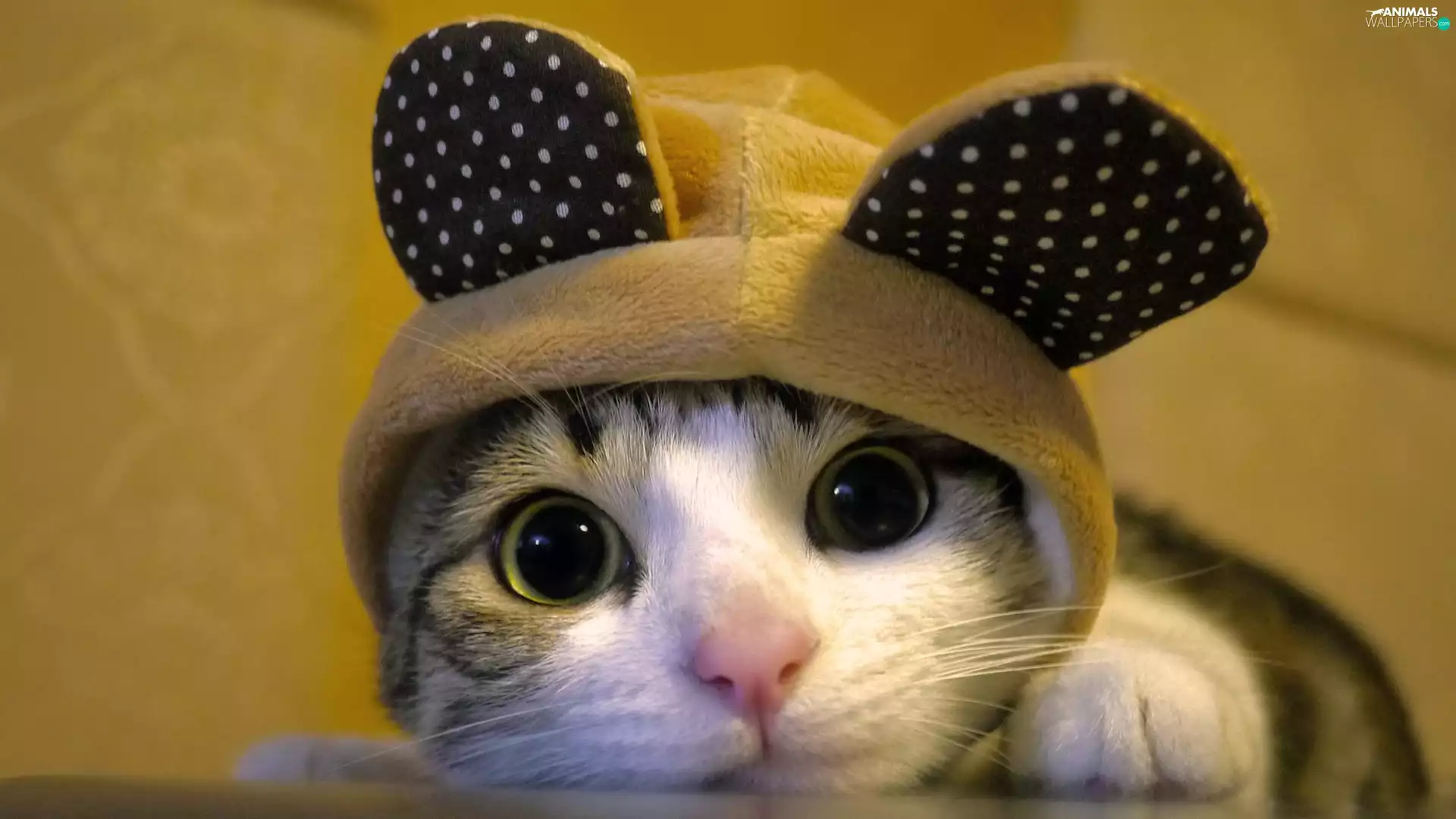 ears, kitten, Bonnet