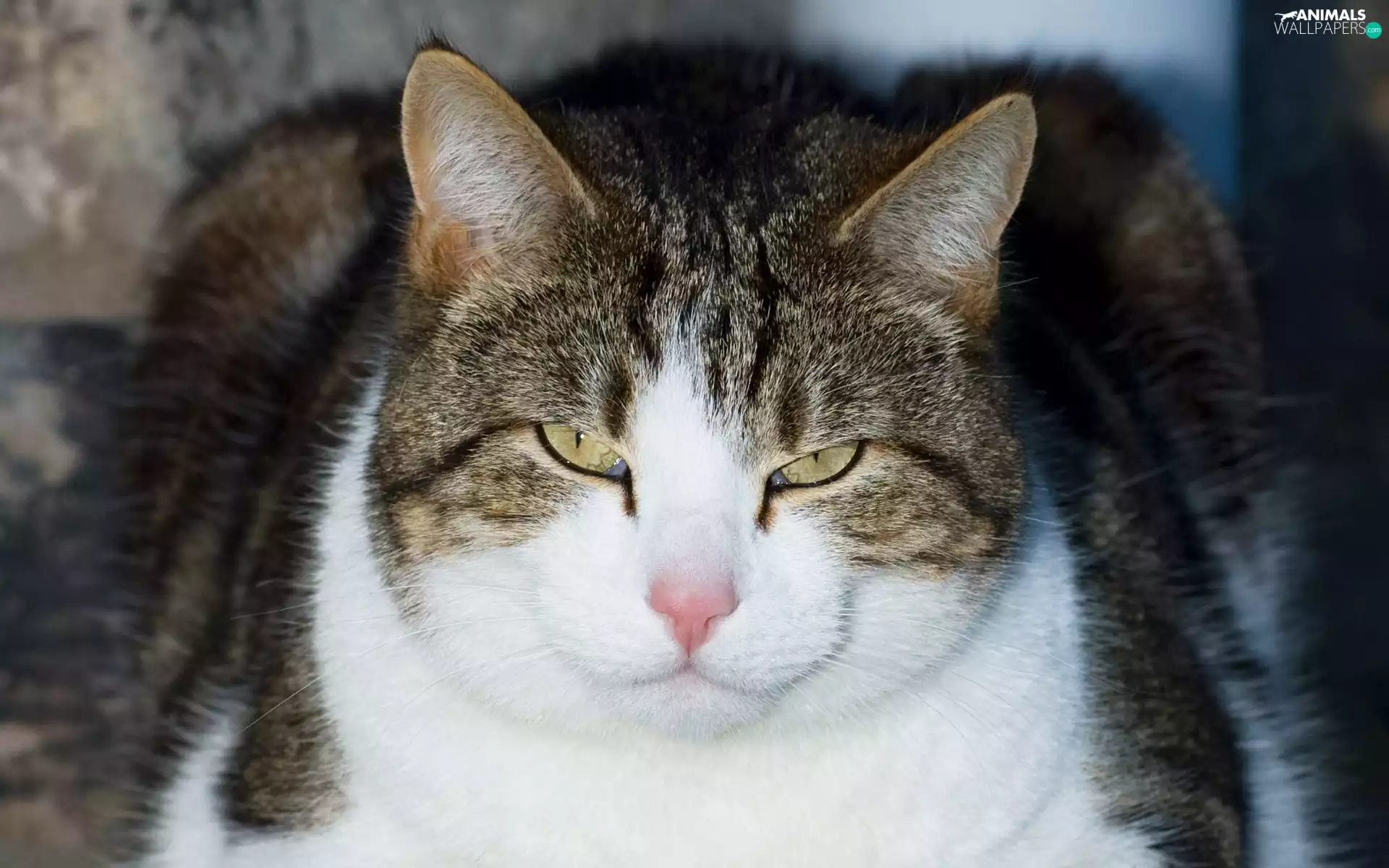 cat, Eyes, peen, ears