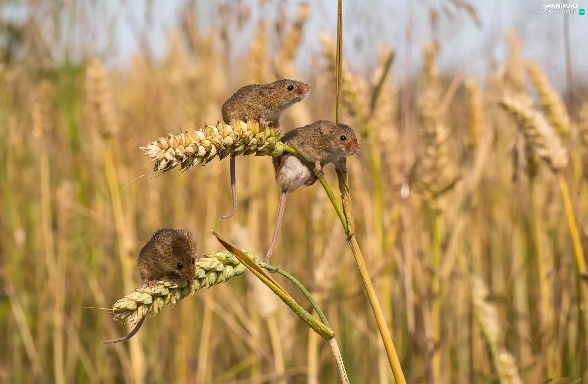 Ears, mouse, cereals