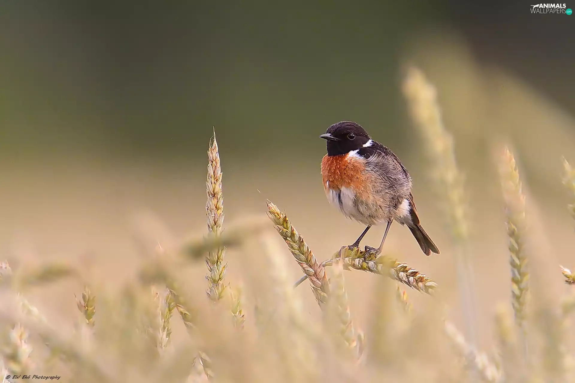 Bird, Ears, cereals, European Stonechat