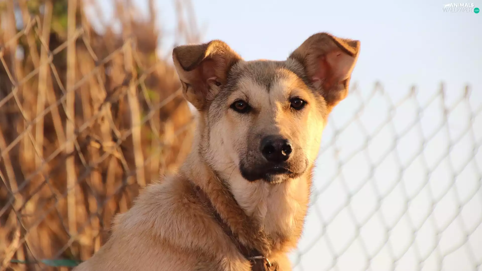 The look, dog, ears, net, Stalked, muzzle