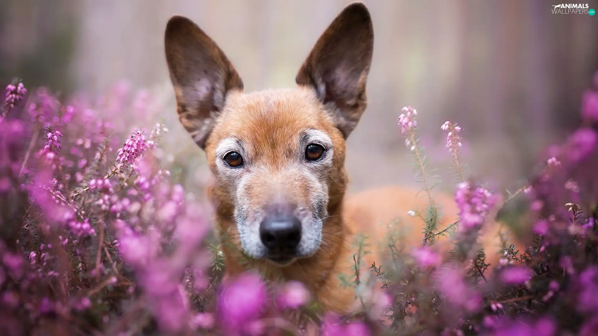 ears, heather, mongrel, muzzle, dog