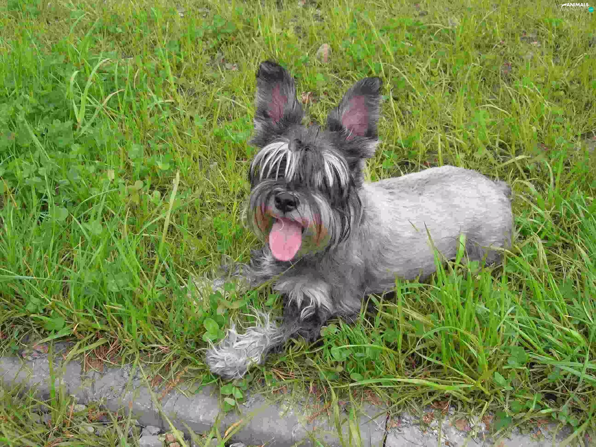 miniature Schnauzer, posed, ears