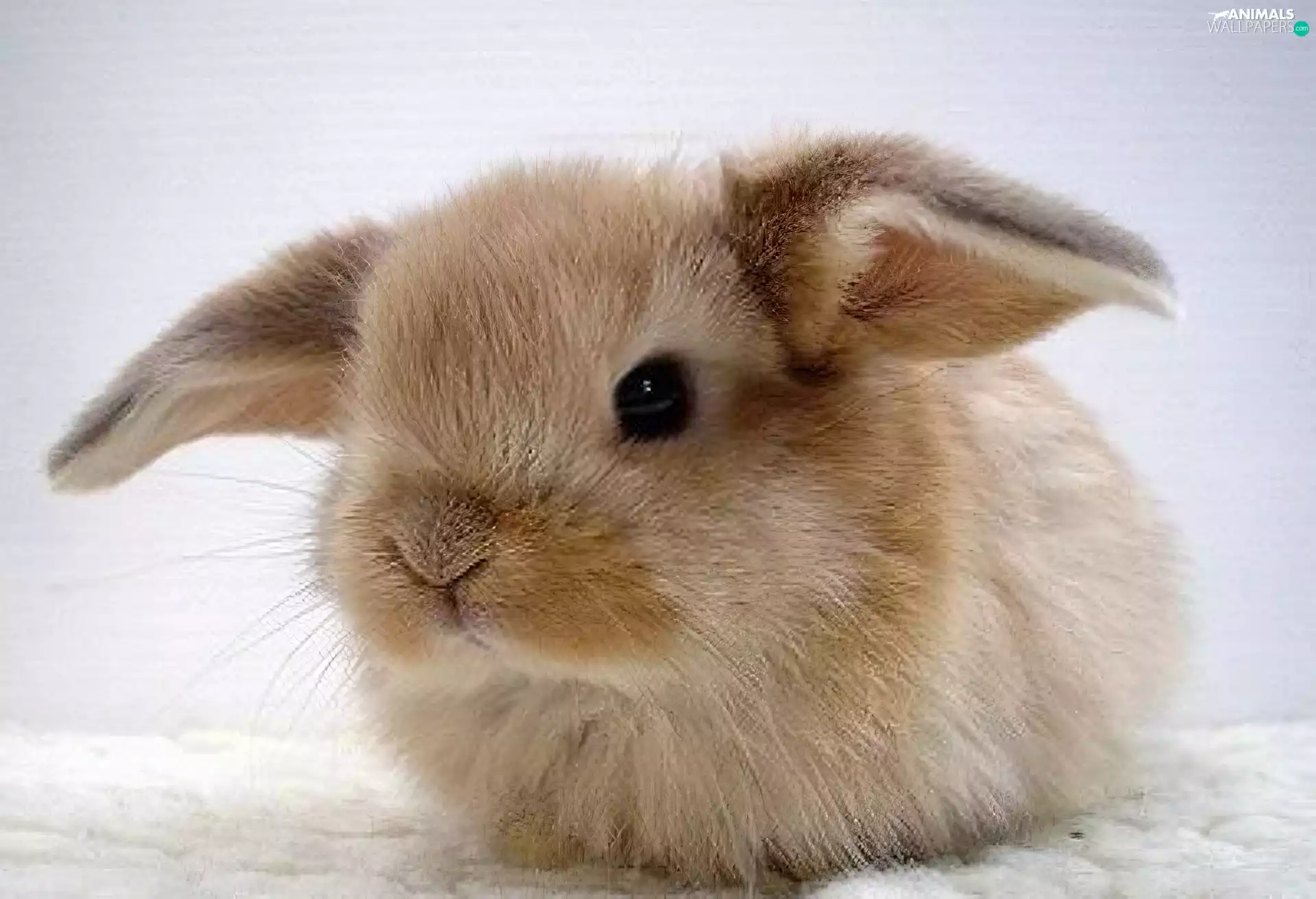 ears, Bunny, Oklapnięte